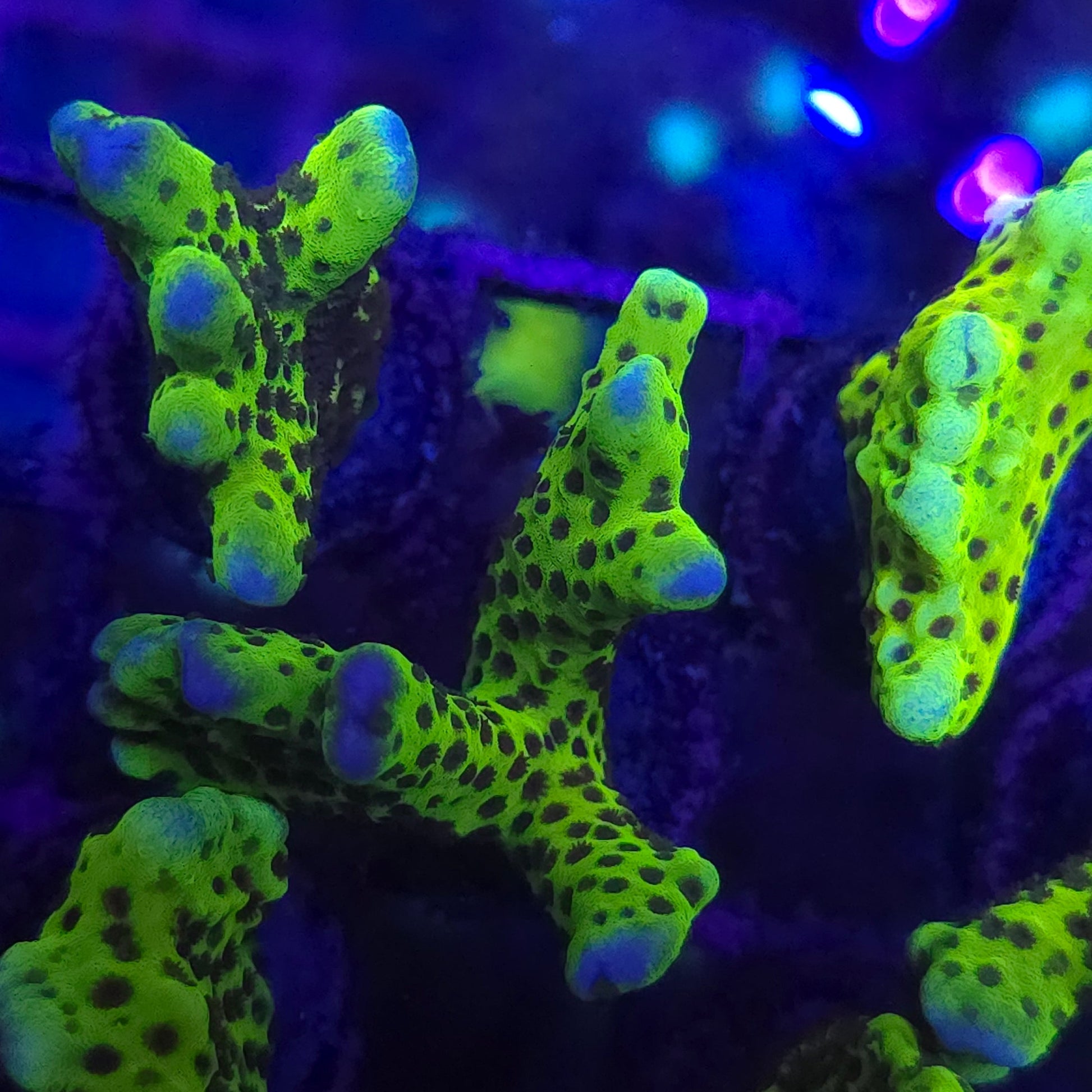 WYSIWYG WWC Slimeball Anacropora