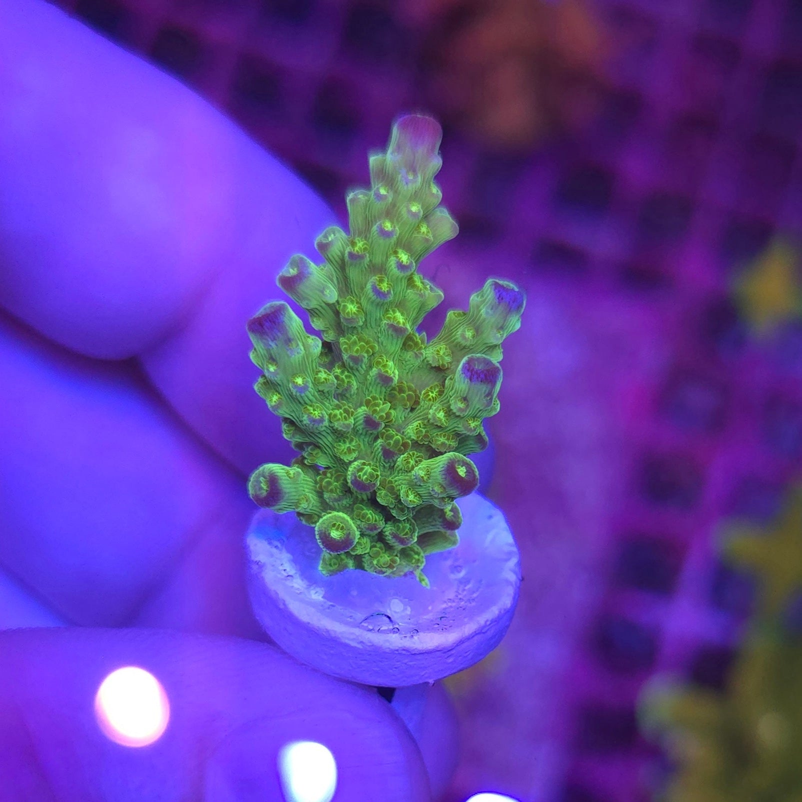 AV99 Orange Crush Acro WYSIWYG