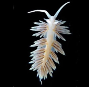 Berghia Nudibranchs
