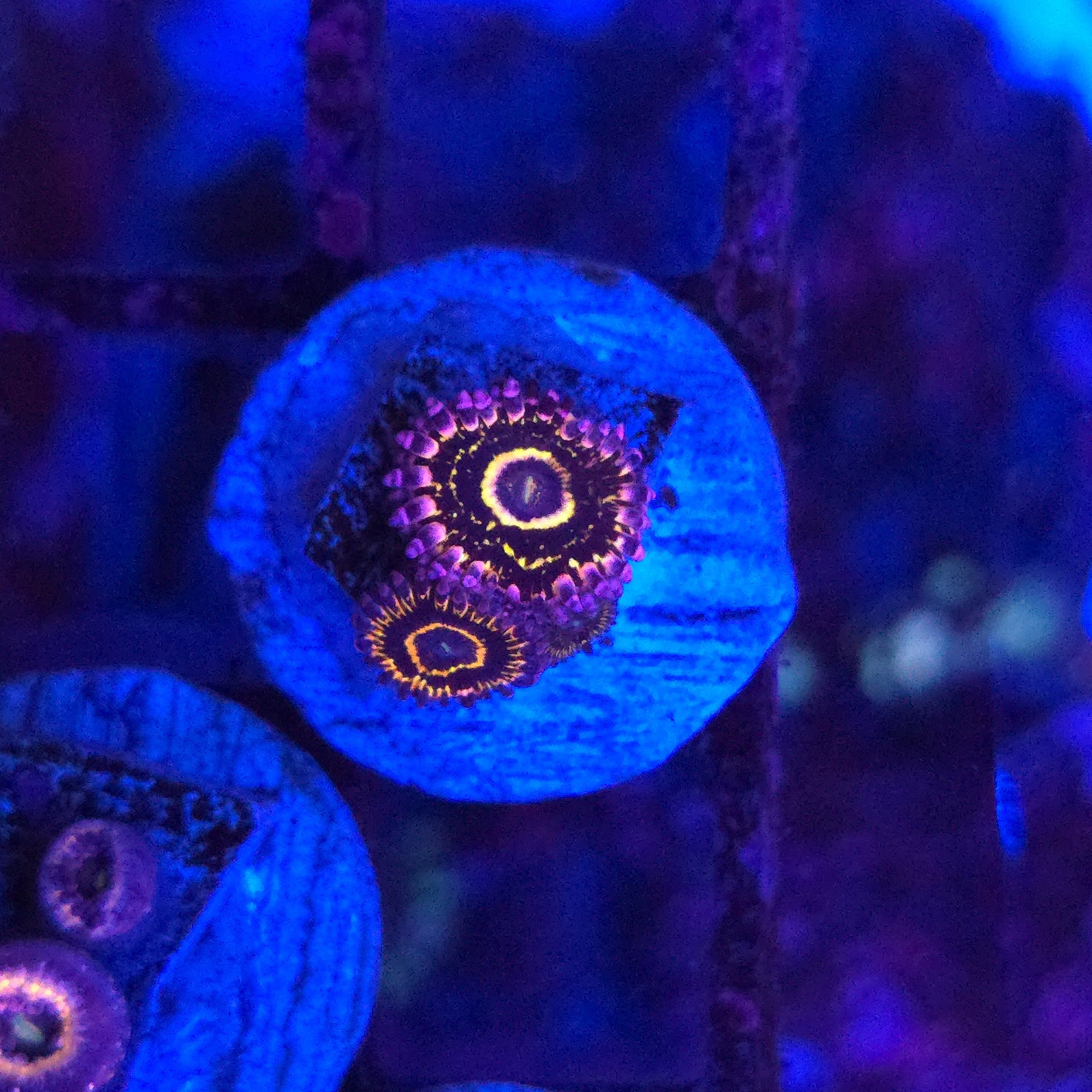 WYSIWYG Stratosphere Zoa