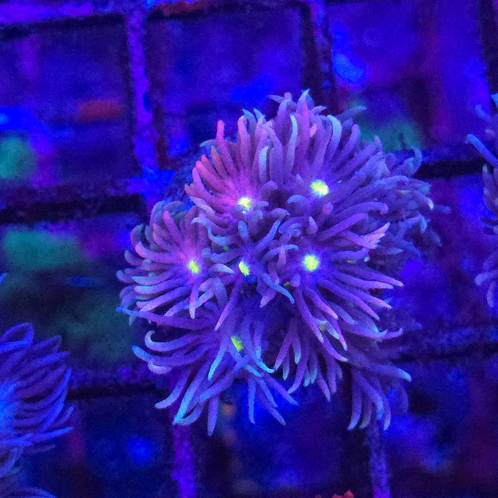 WYSIWYG Cotton Candy Goniopora