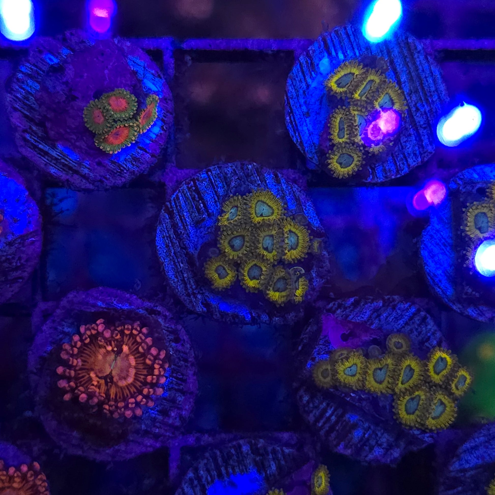 WYSIWYG Pikachu Zoa