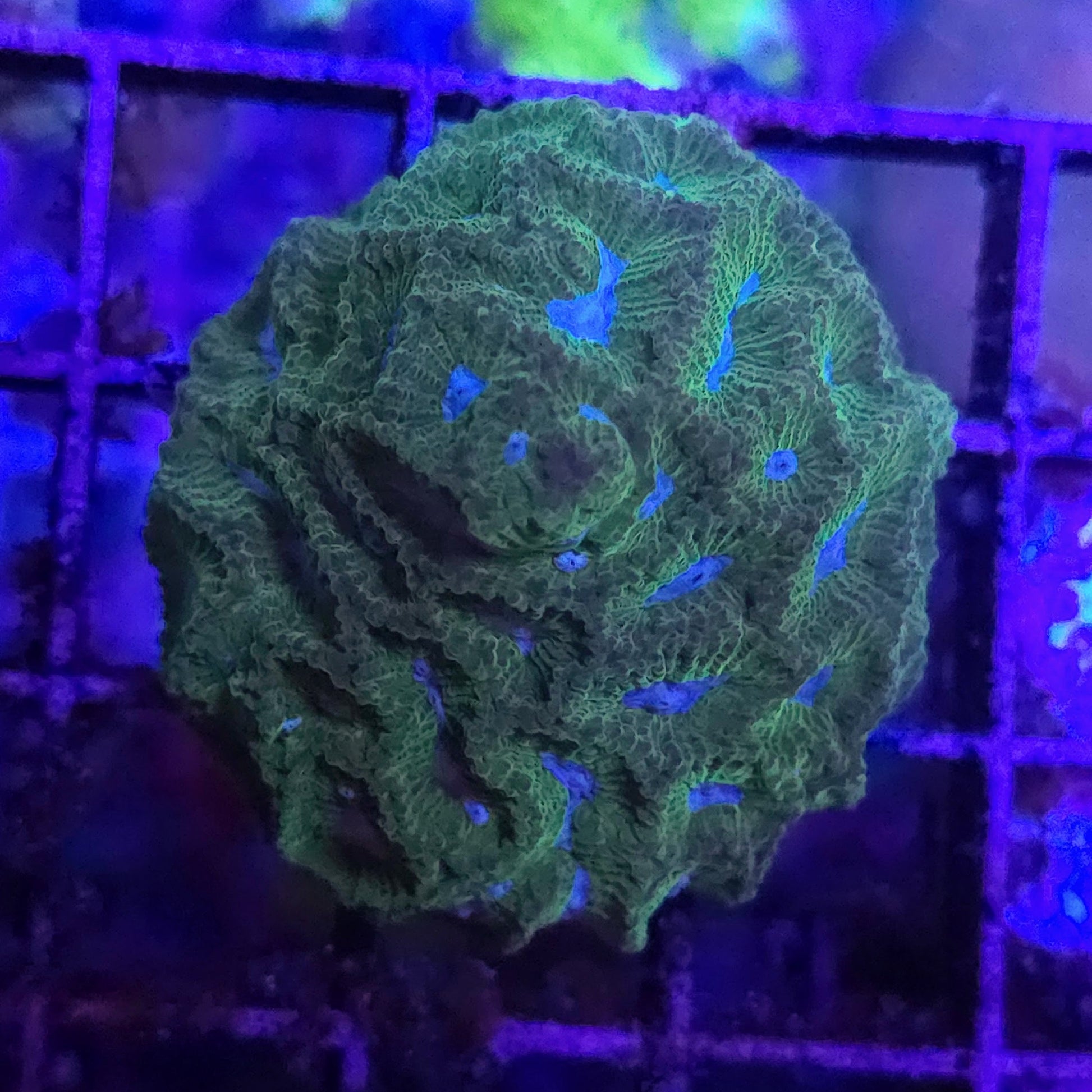 WYSIWYG Green Pastures Brain Coral