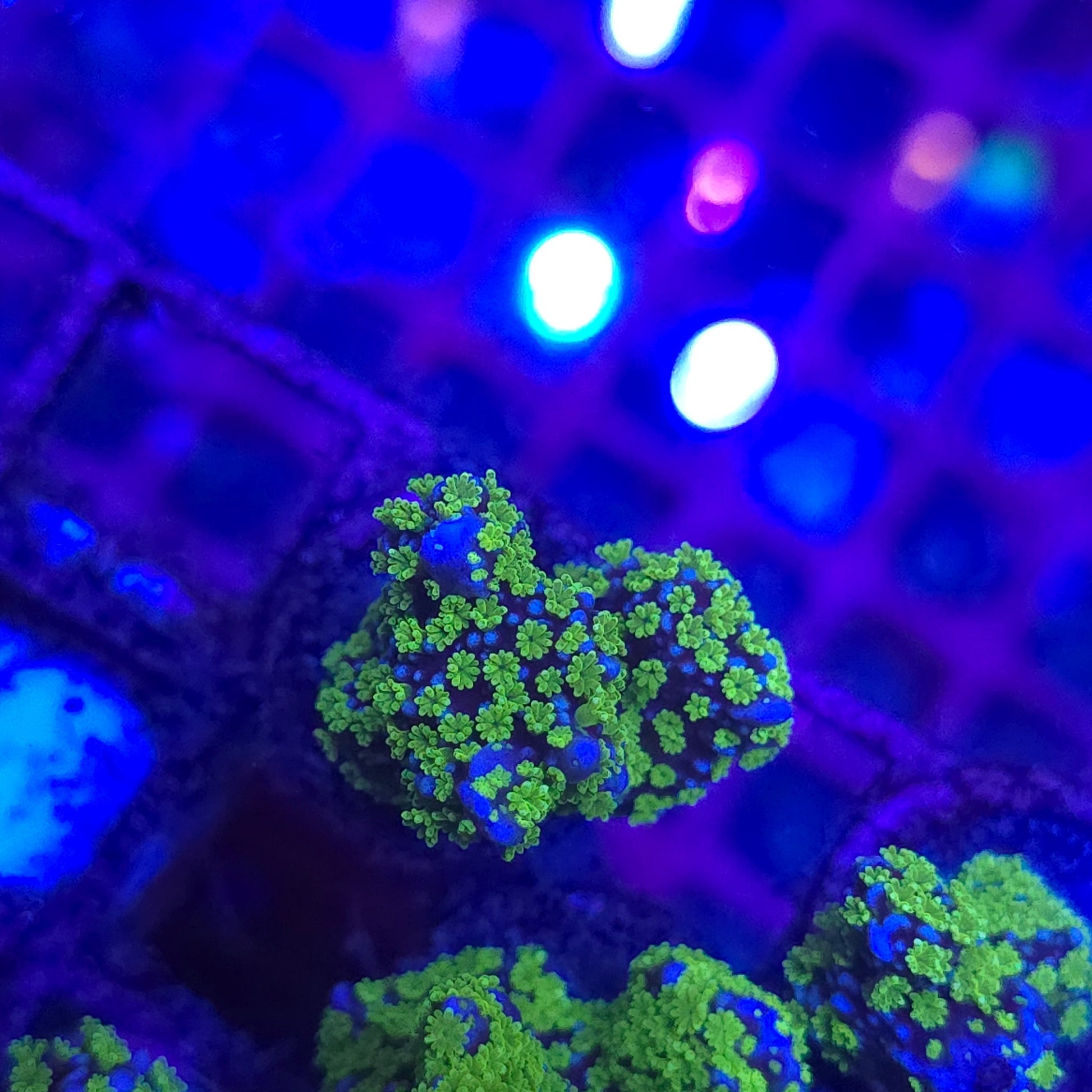 WYSIWYG Montipora Stellata A2