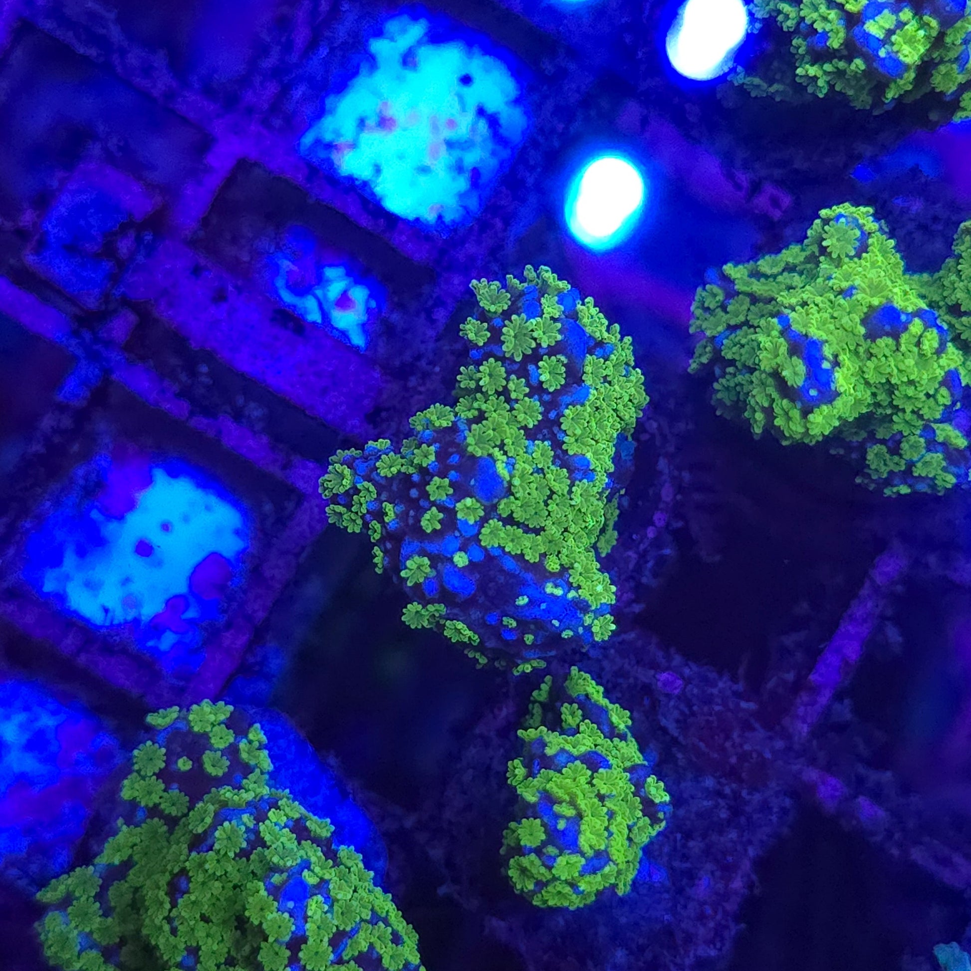 WYSIWYG Montipora Stellata