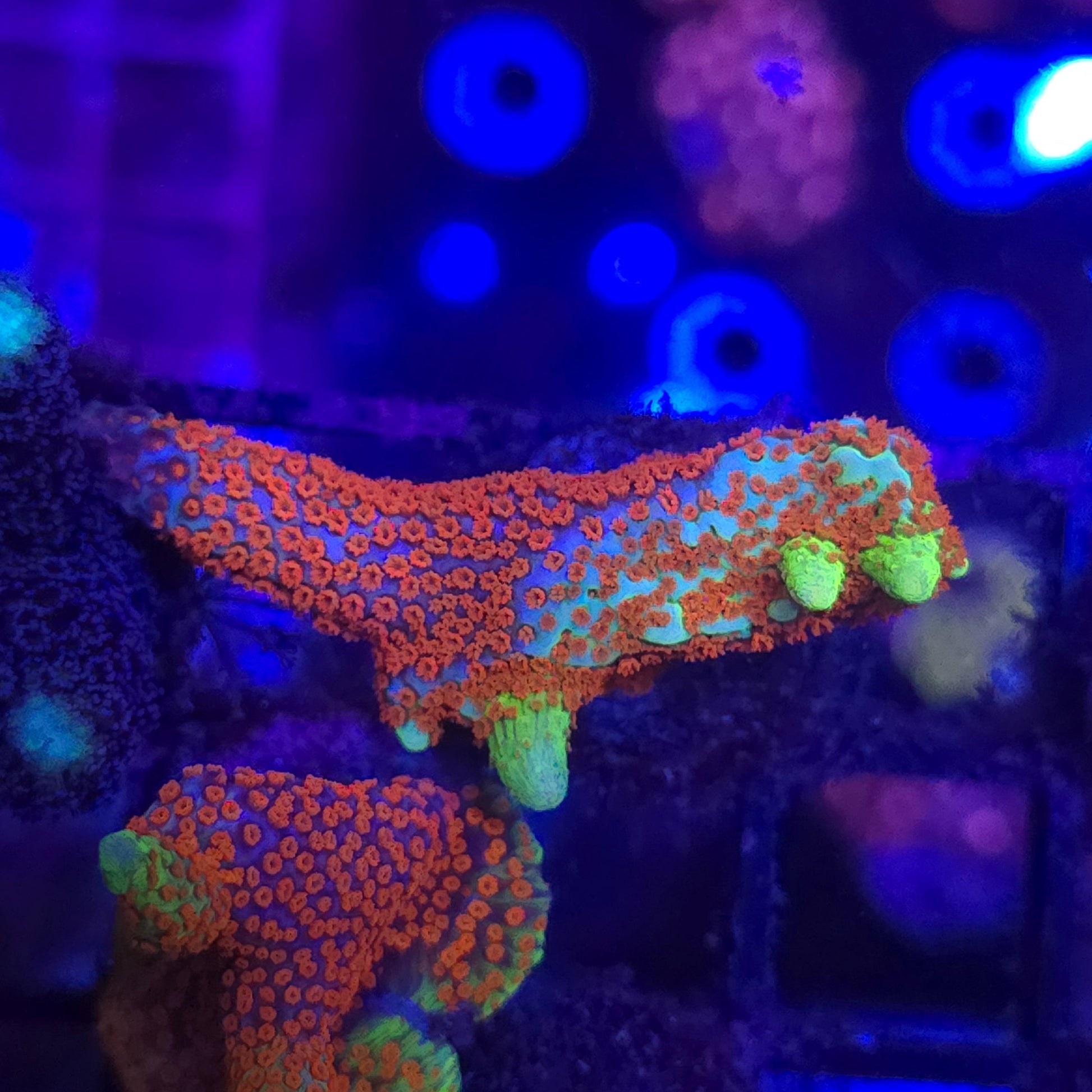 WYSIWYG Bubble Gum Digi