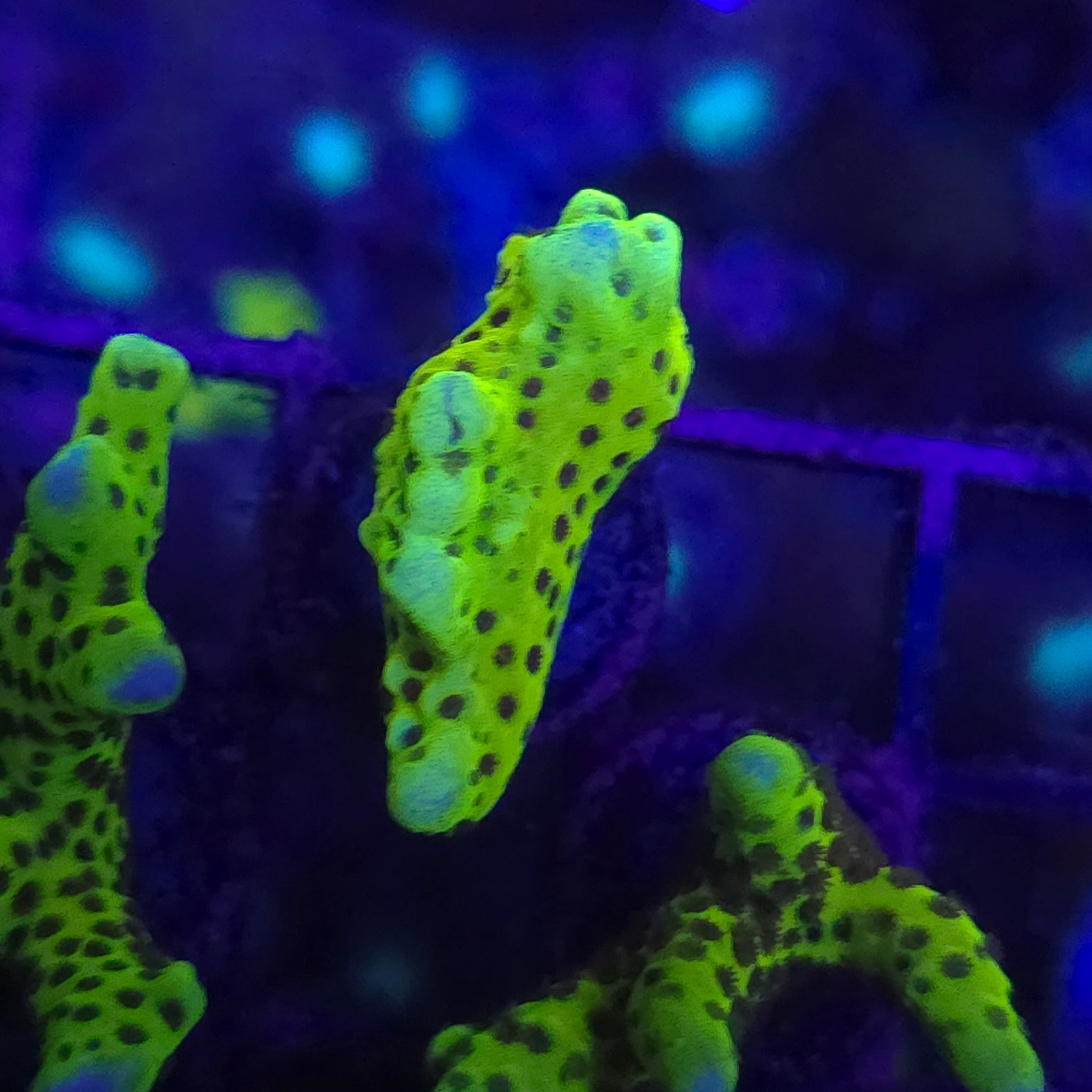 WYSIWYG WWC Slimeball Anacropora