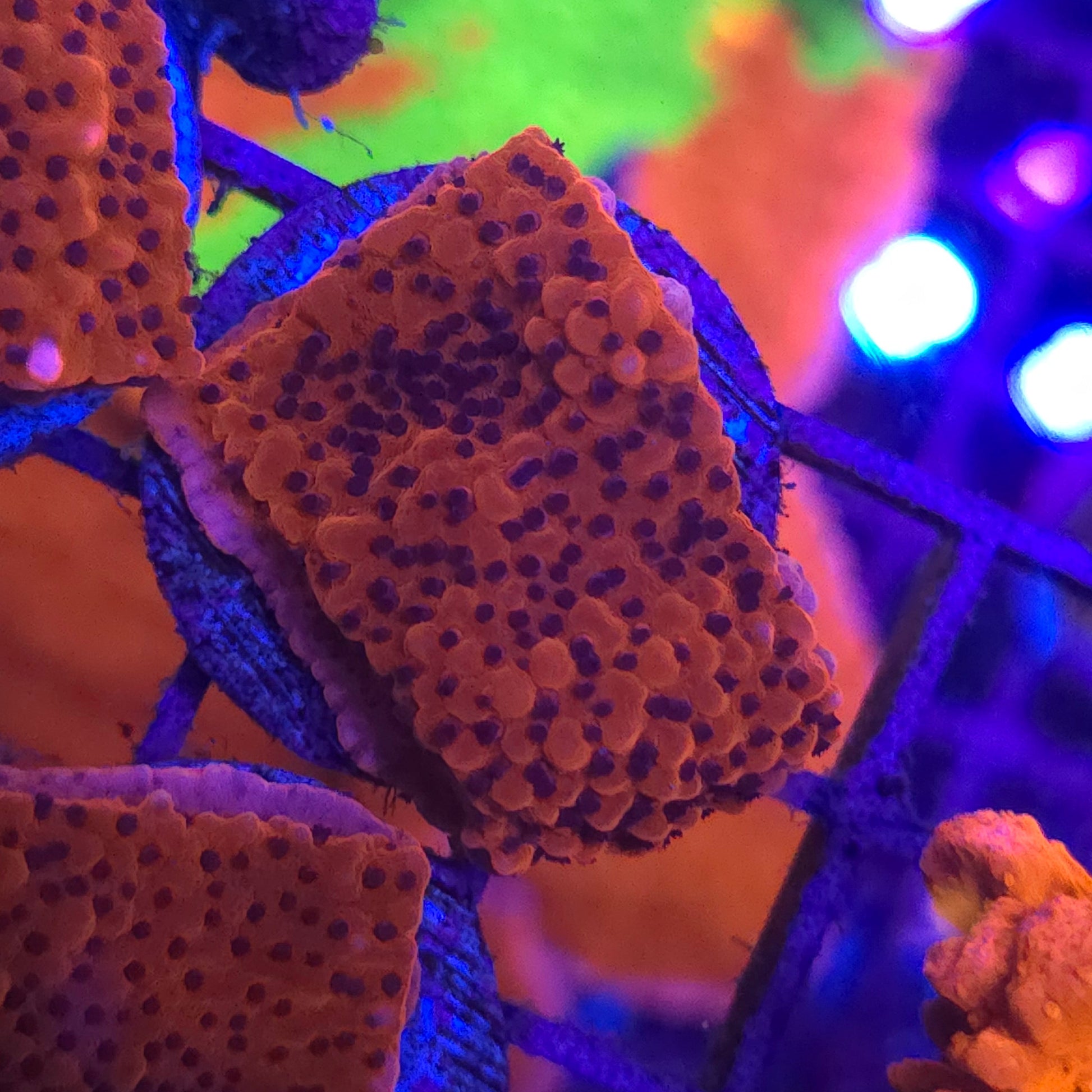 WYSIWYG Pink Montipora