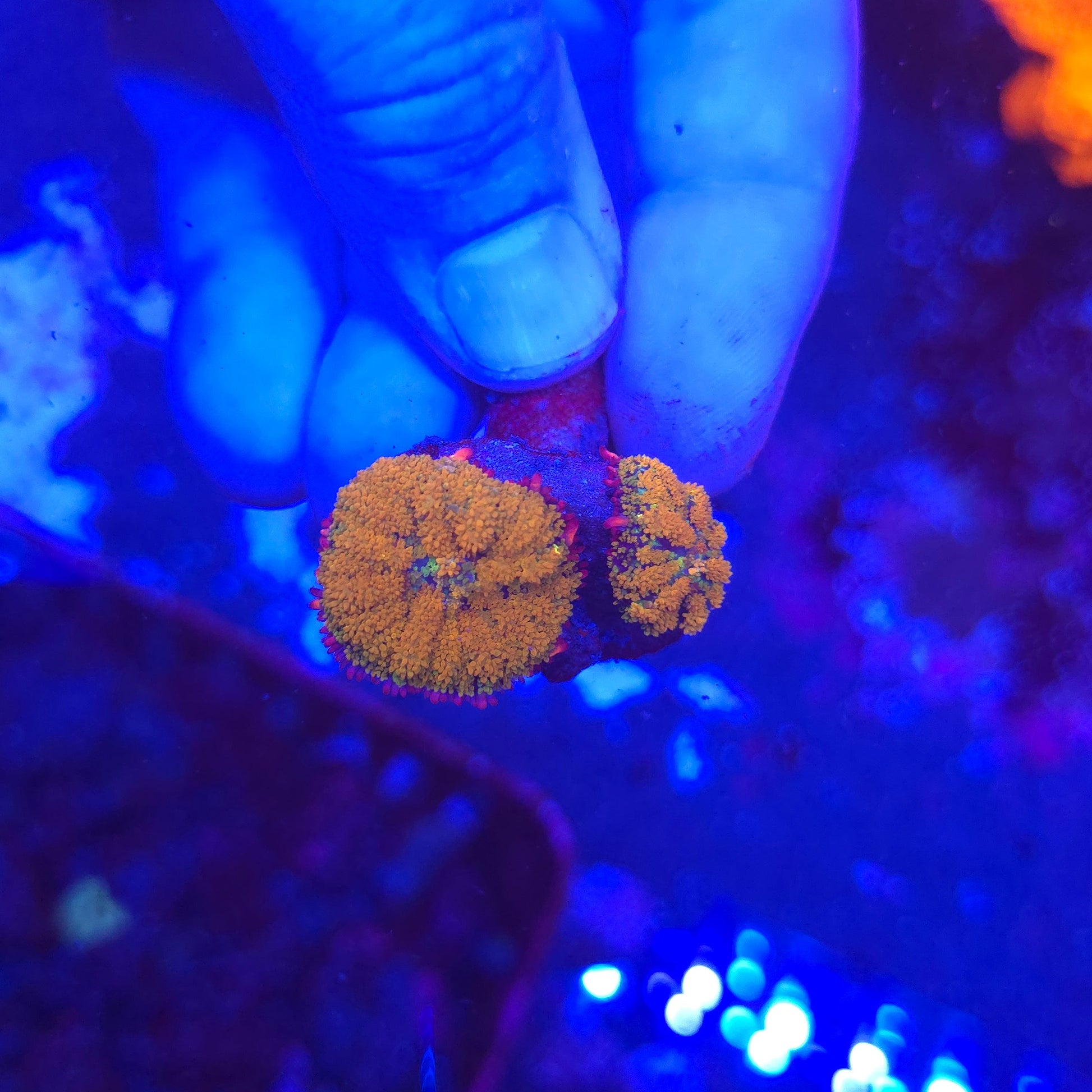 WYSIWYG Gonzo's Golden Dragon Mushroom