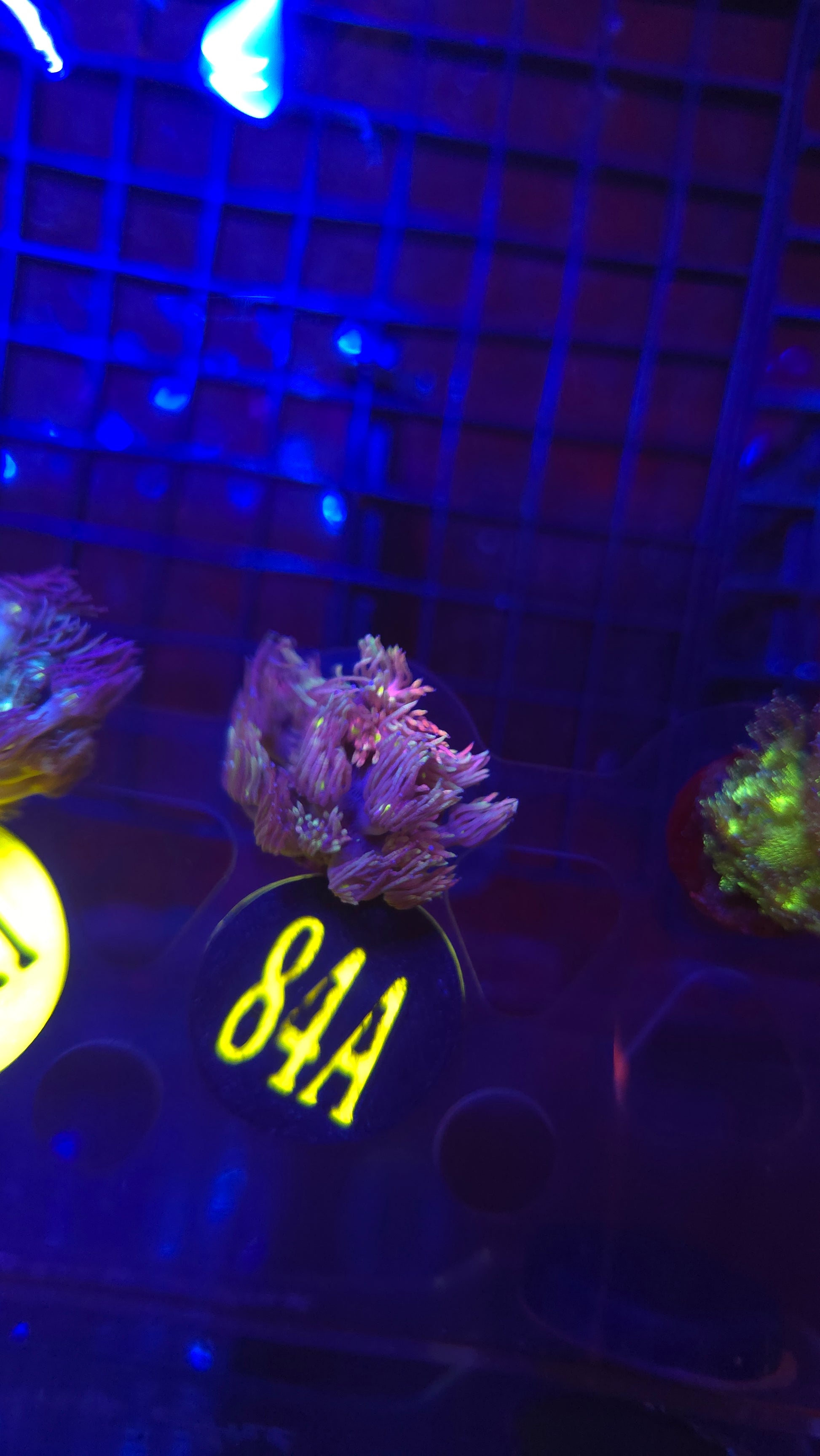 WYSIWYG Cotton Candy Goniopora