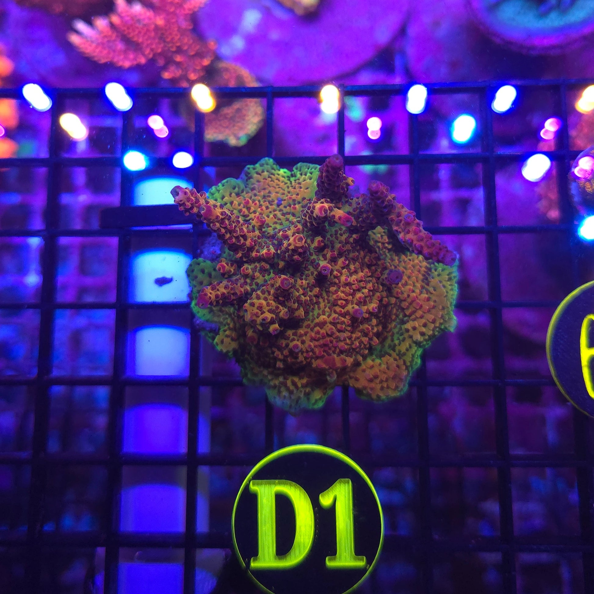 WYSIWYG PC Rainbow Colony D1