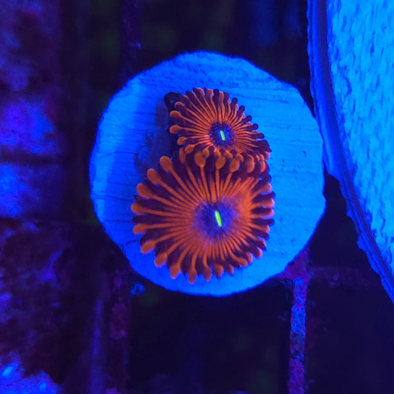 WYSIWYG Jason Fox Crazy Lady Zoa