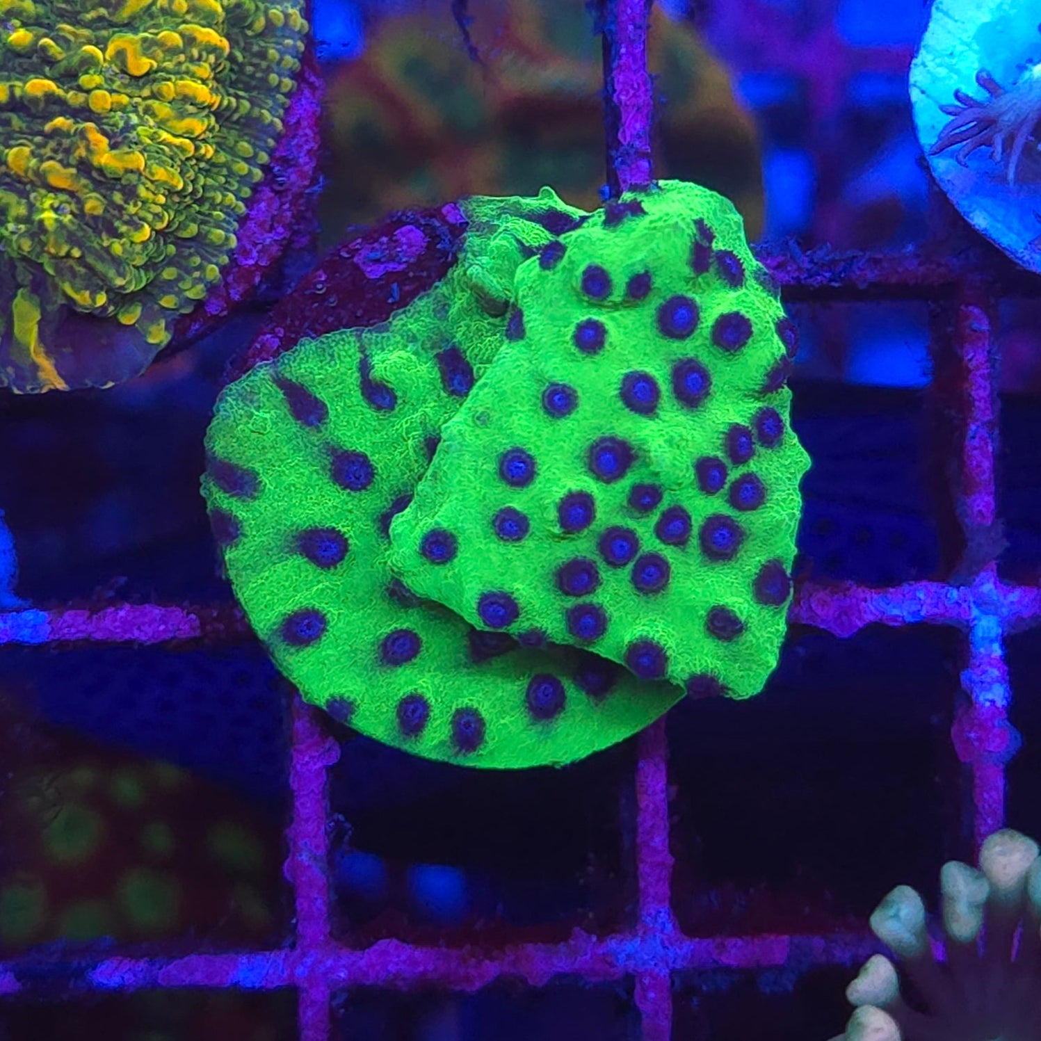WYSIWYG Purple People Eater Cyphastrea