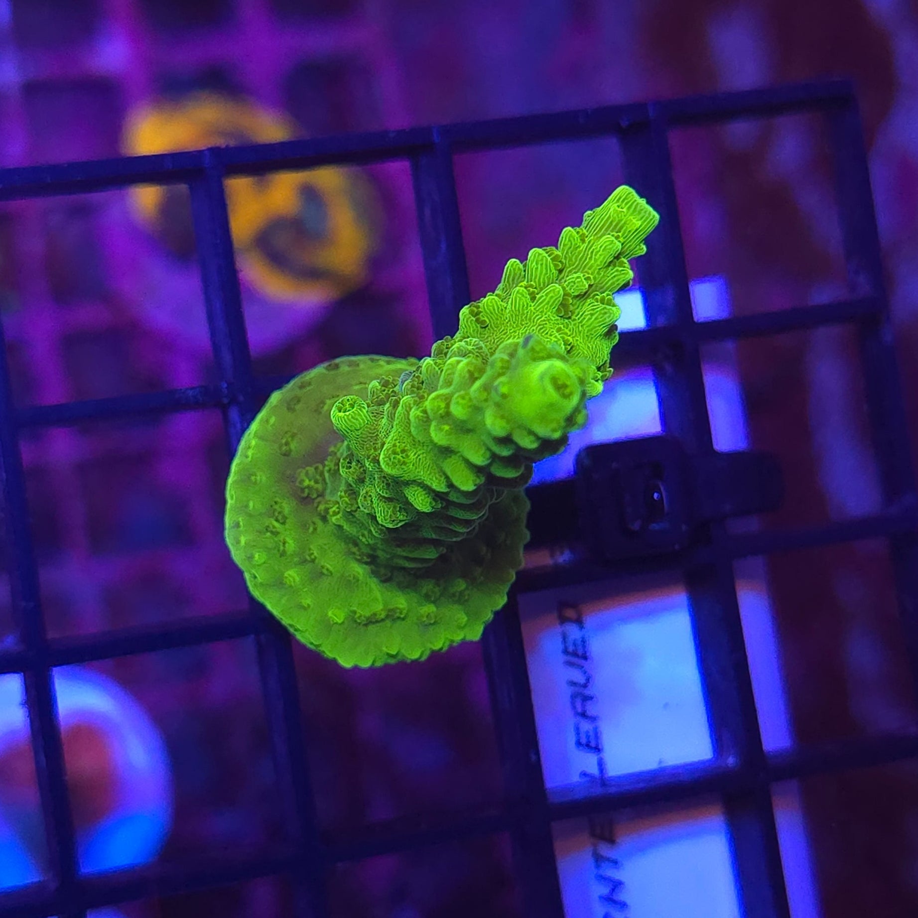 WYSIWYG Green Slimer