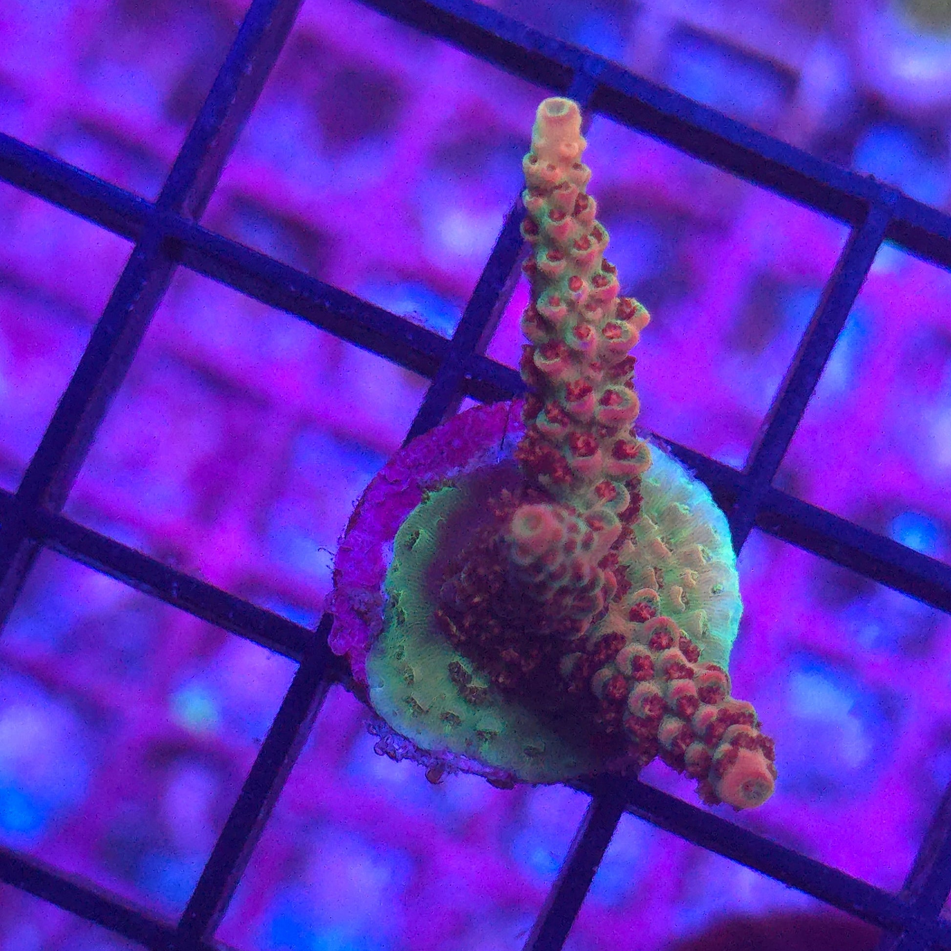 WYSIWYG TSA Carolina Reaper 3A