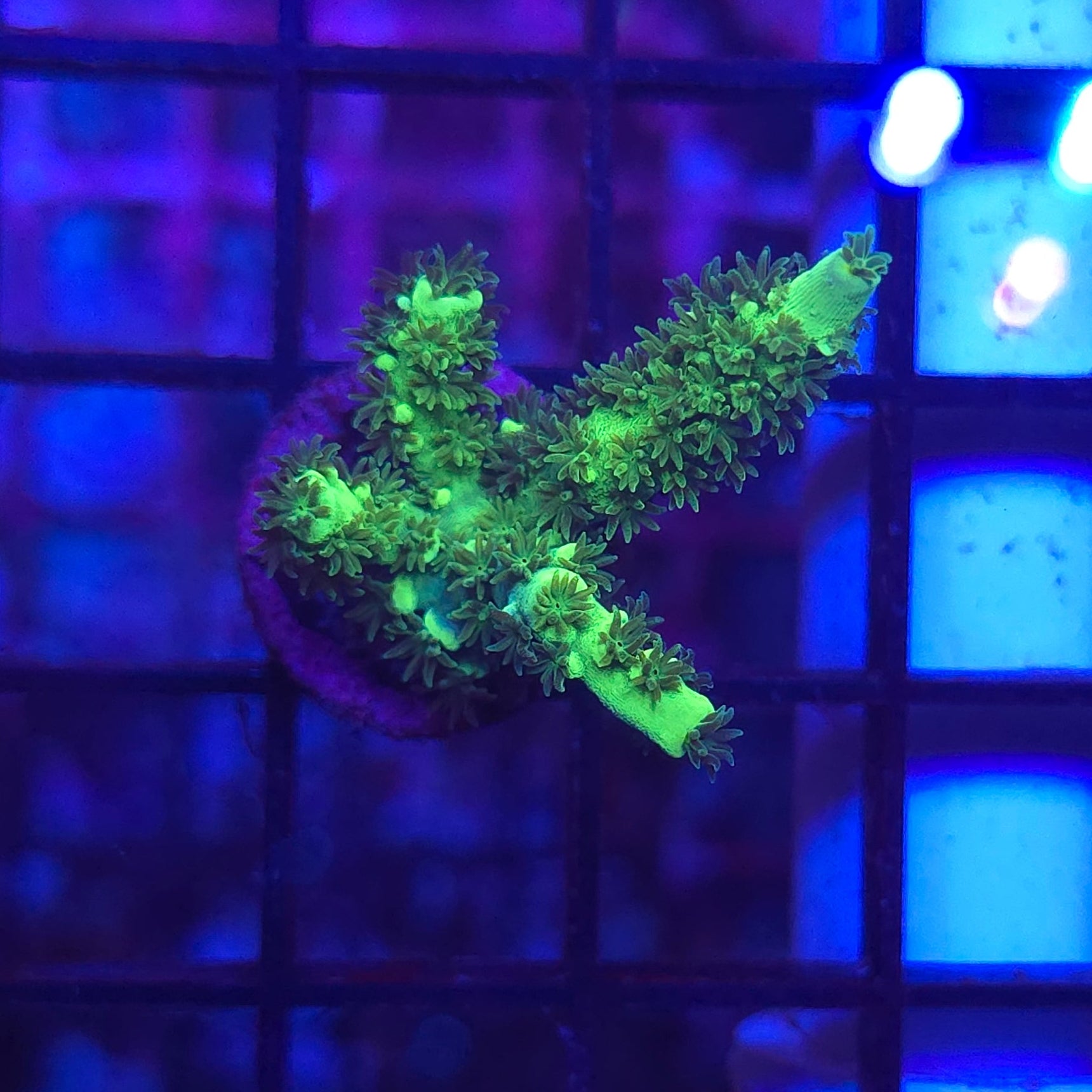 WYSIWYG CC Plutonium Tenuis