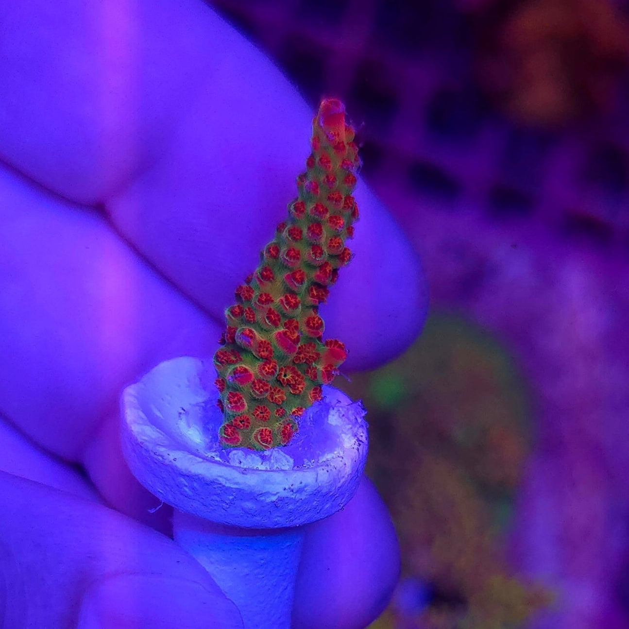 WYSIWYG WWC Jello Shot
