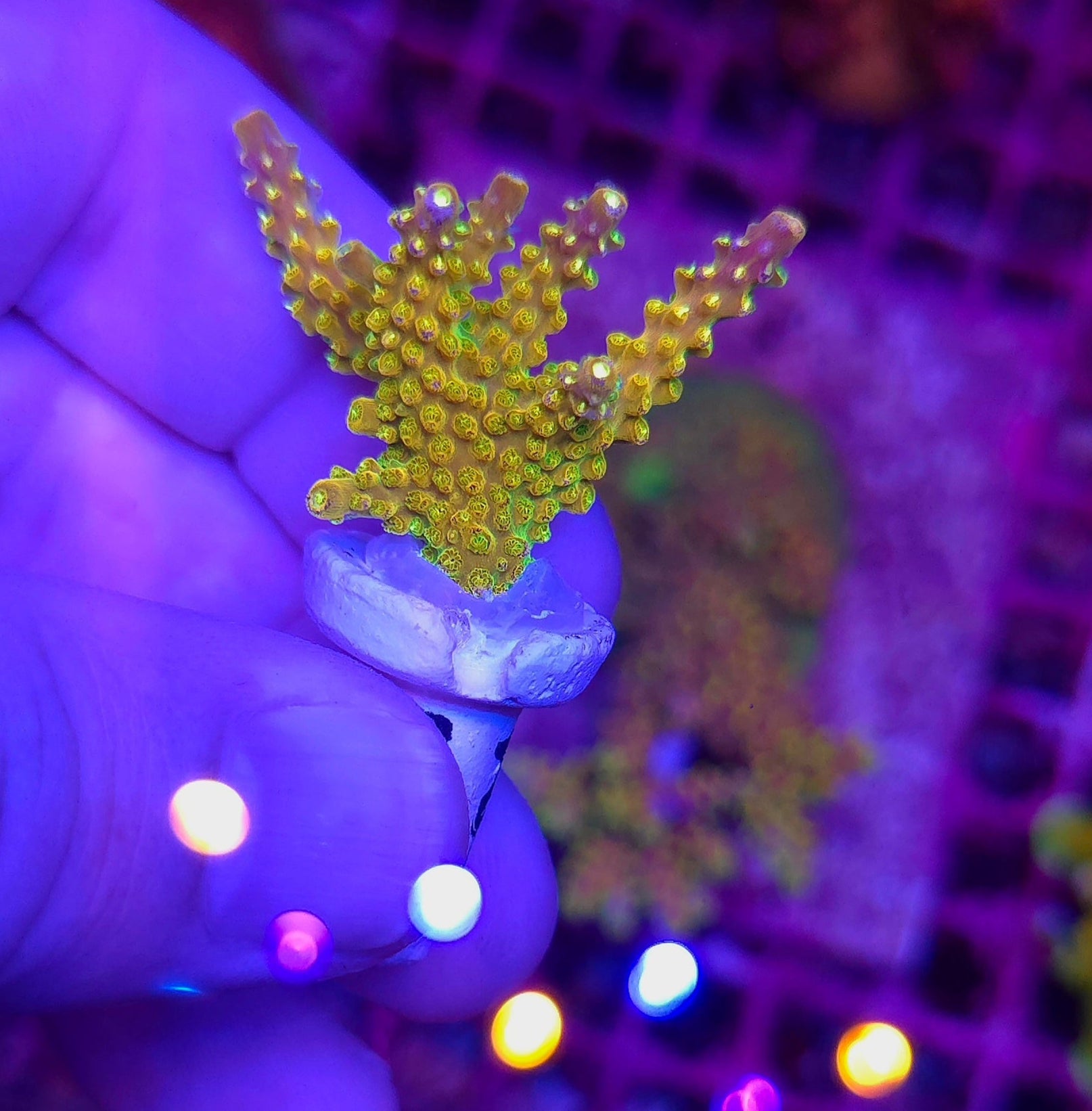 WYSIWYG RR Rainbow Loom