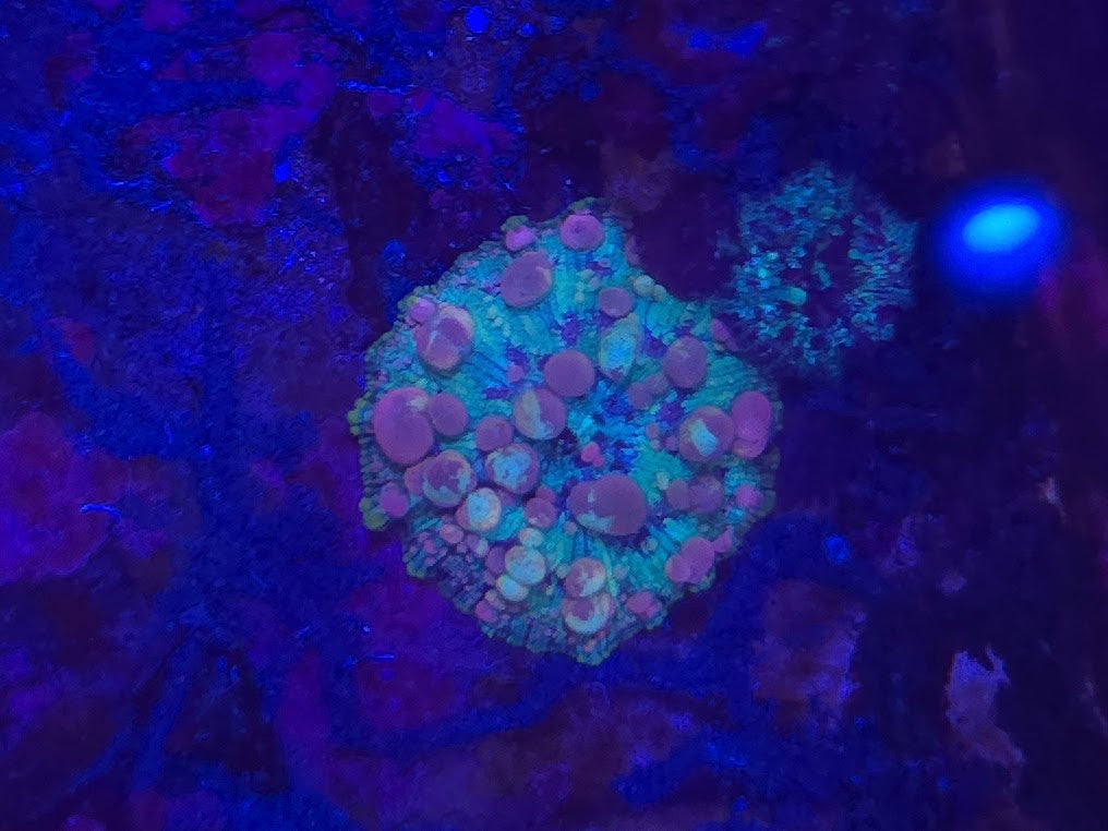 WYSIWYG Neptune Bounce Mushroom