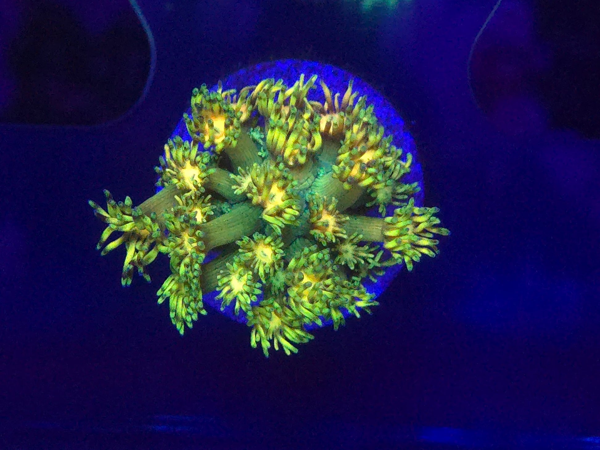 Grandmaster Goni WYSIWYG