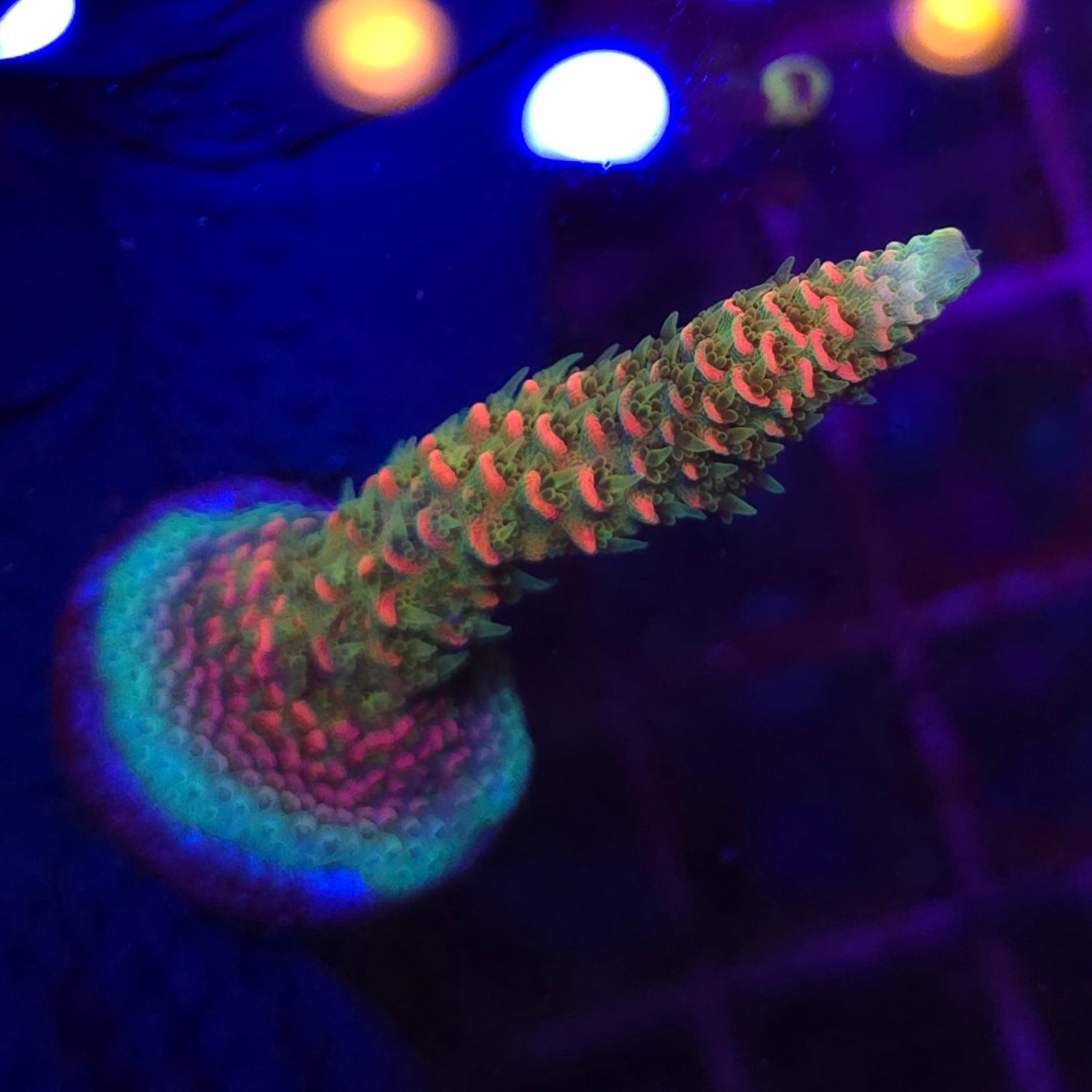 JF Solar Flare Acro B3 WYSIWYG