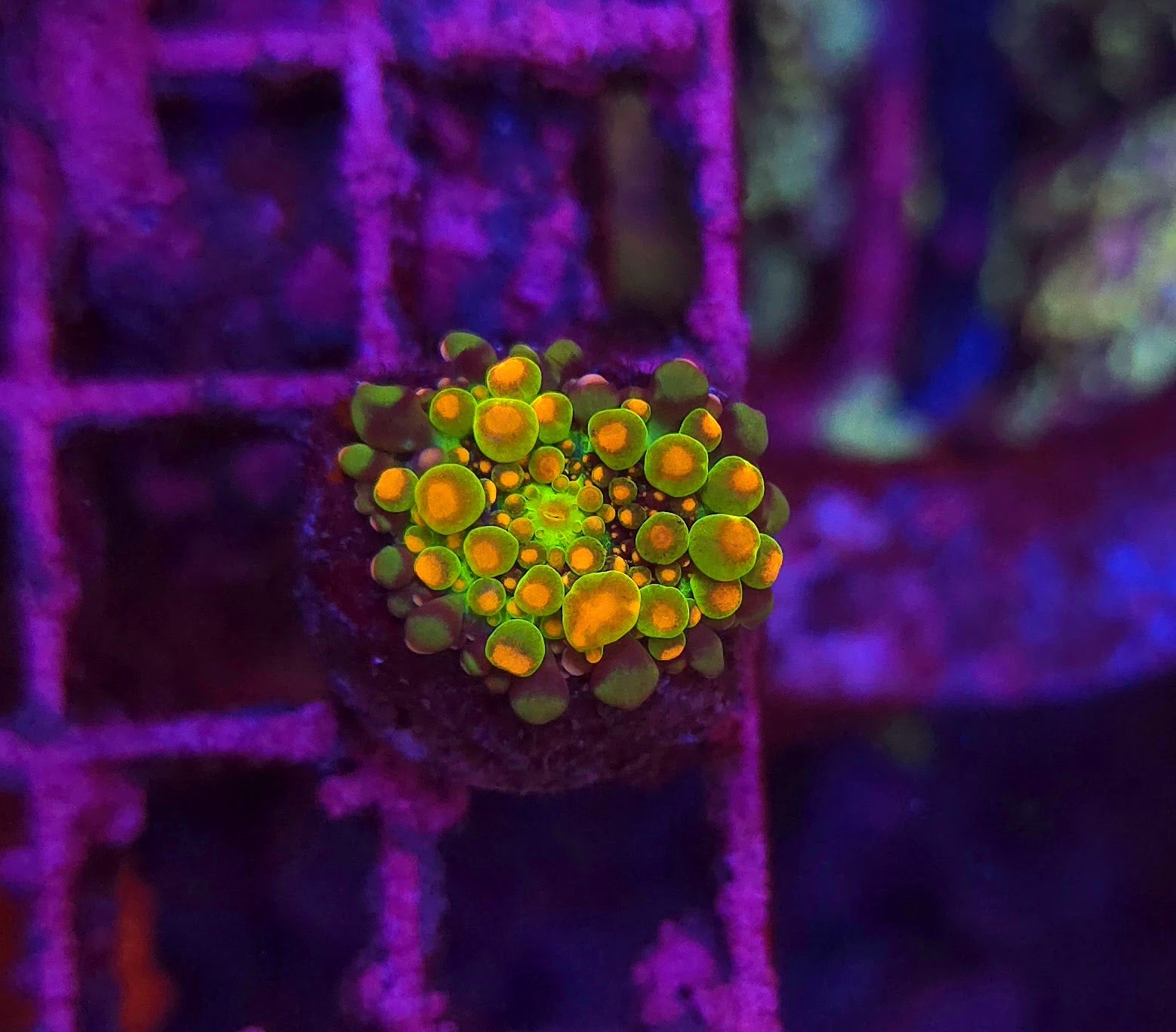 Godzilla Bounce Mushroom WYSIWYG