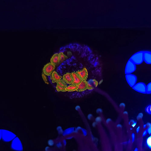 Awesome Blossom Zoa Frag WYSIWYG