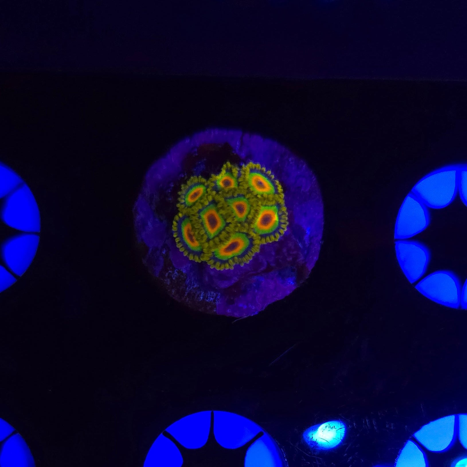 Rasta Zoa Frag WYSIWYG