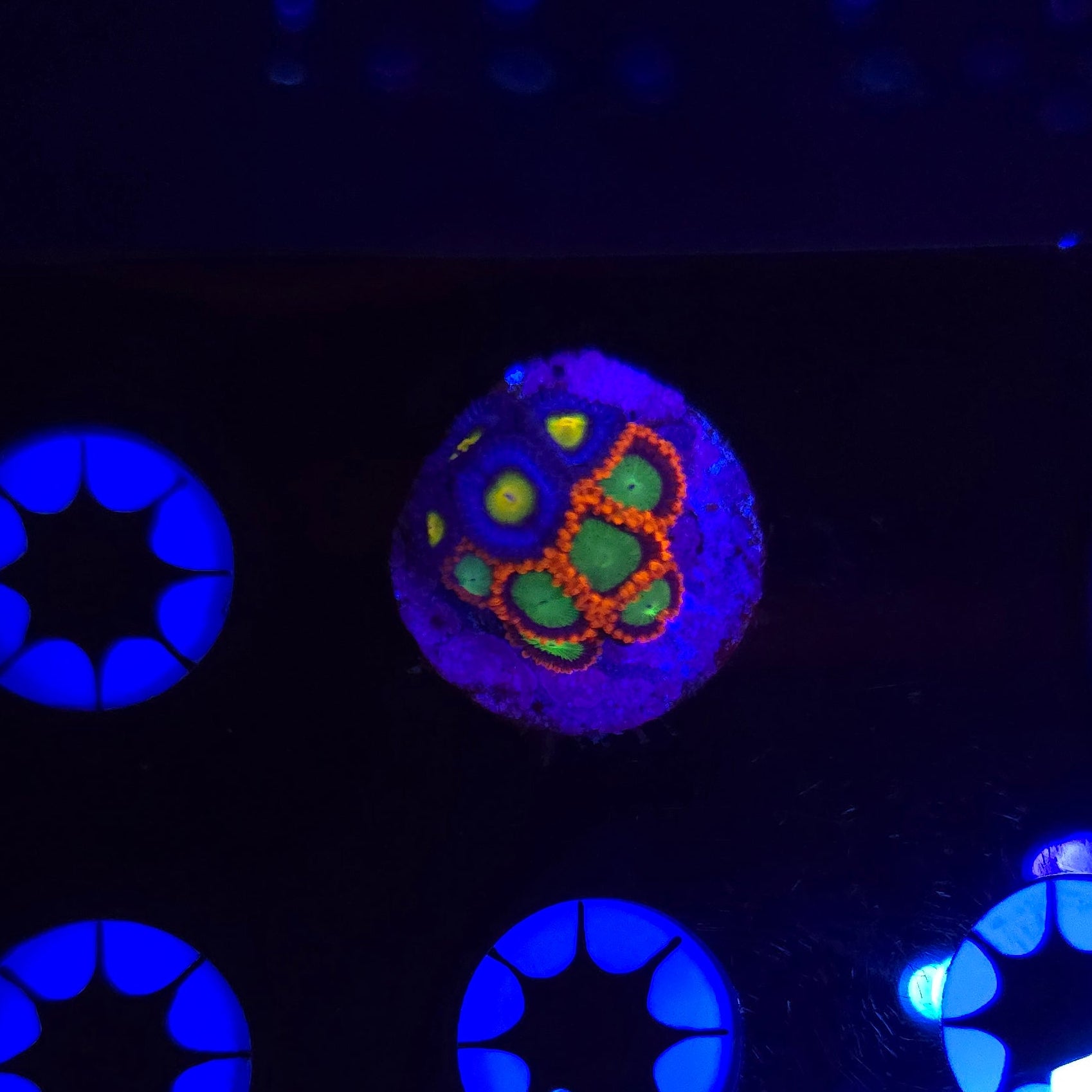 Goblins on Fire/ AOI Zoa Combo Frag WYSIWYG