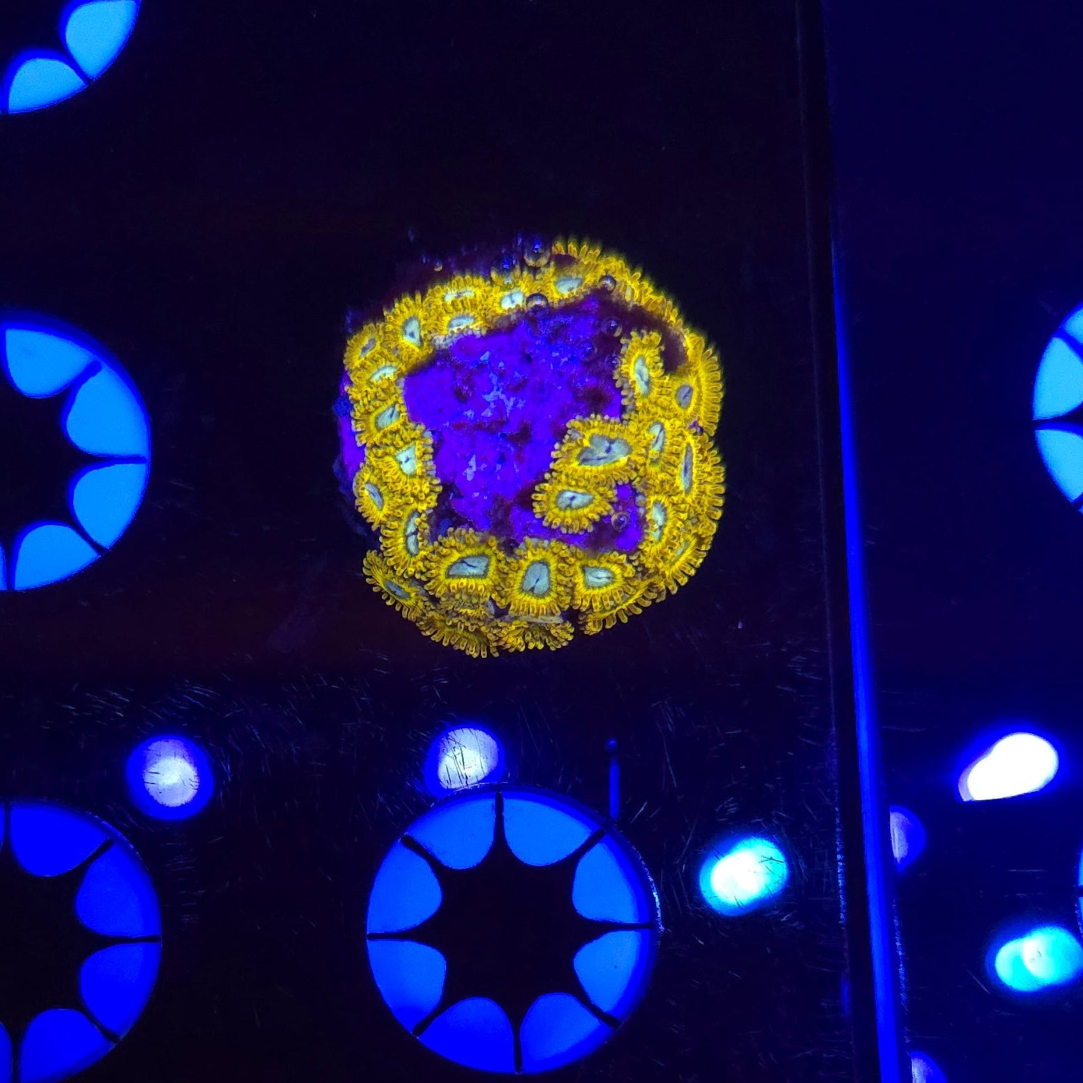 Pikachu Zoa Frag WYSIWYG