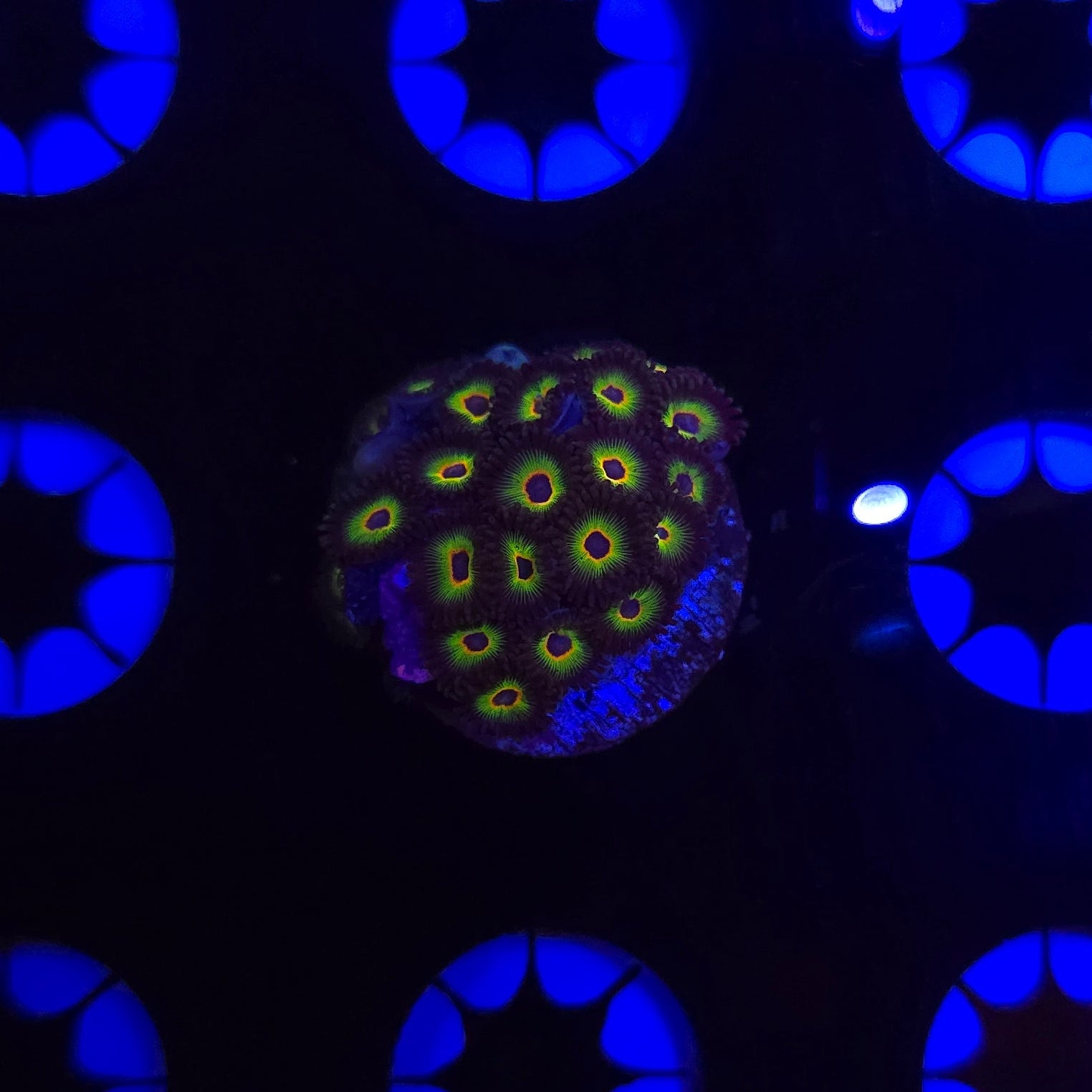 Bob Marley Zoa Frag WYSIWYG