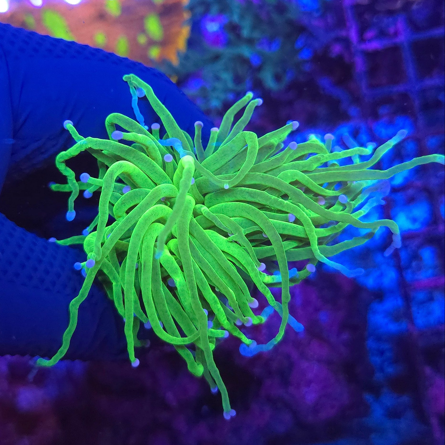 Todd's Torch Frag WYSIWYG