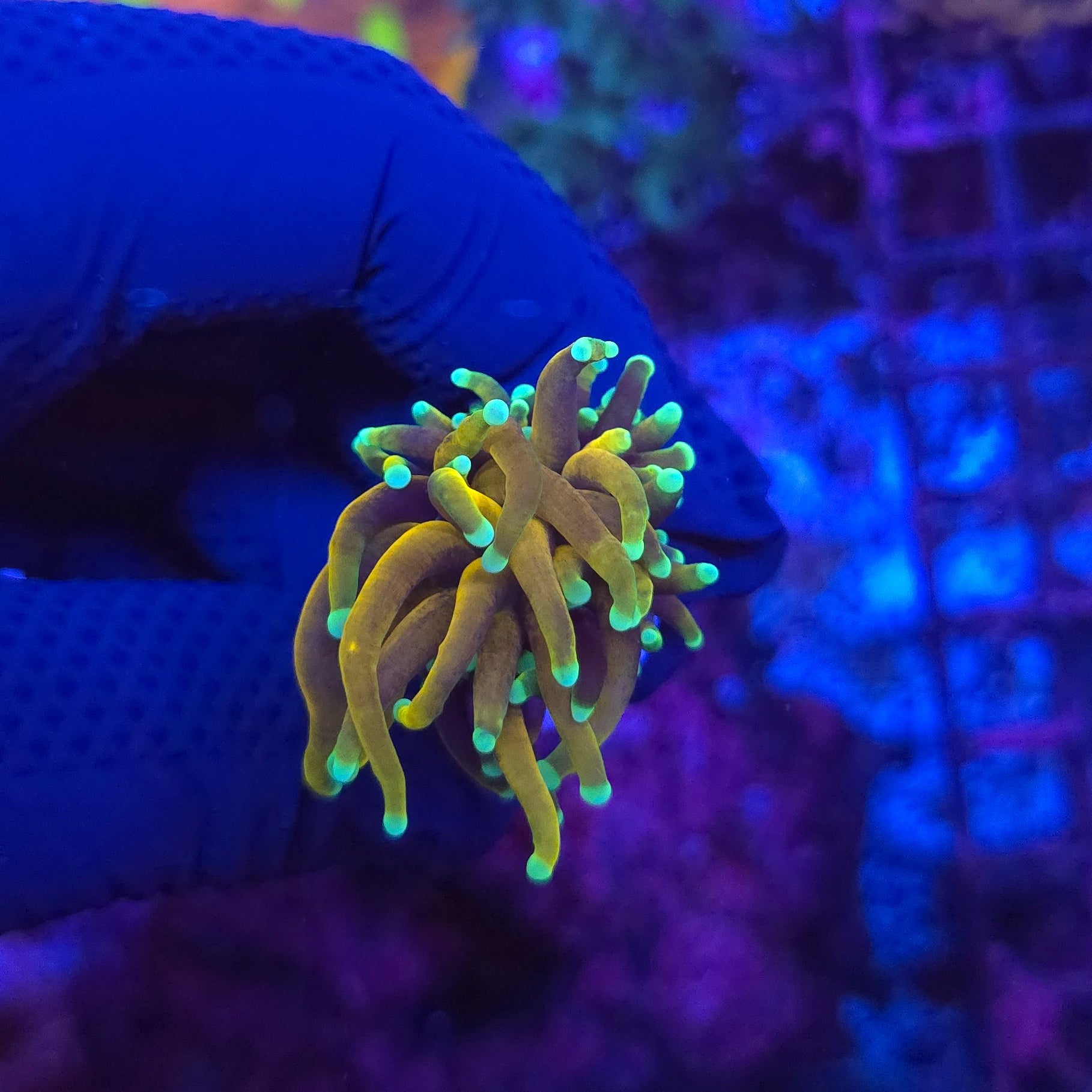 Dragon Soul Torch Frag WYSIWYG