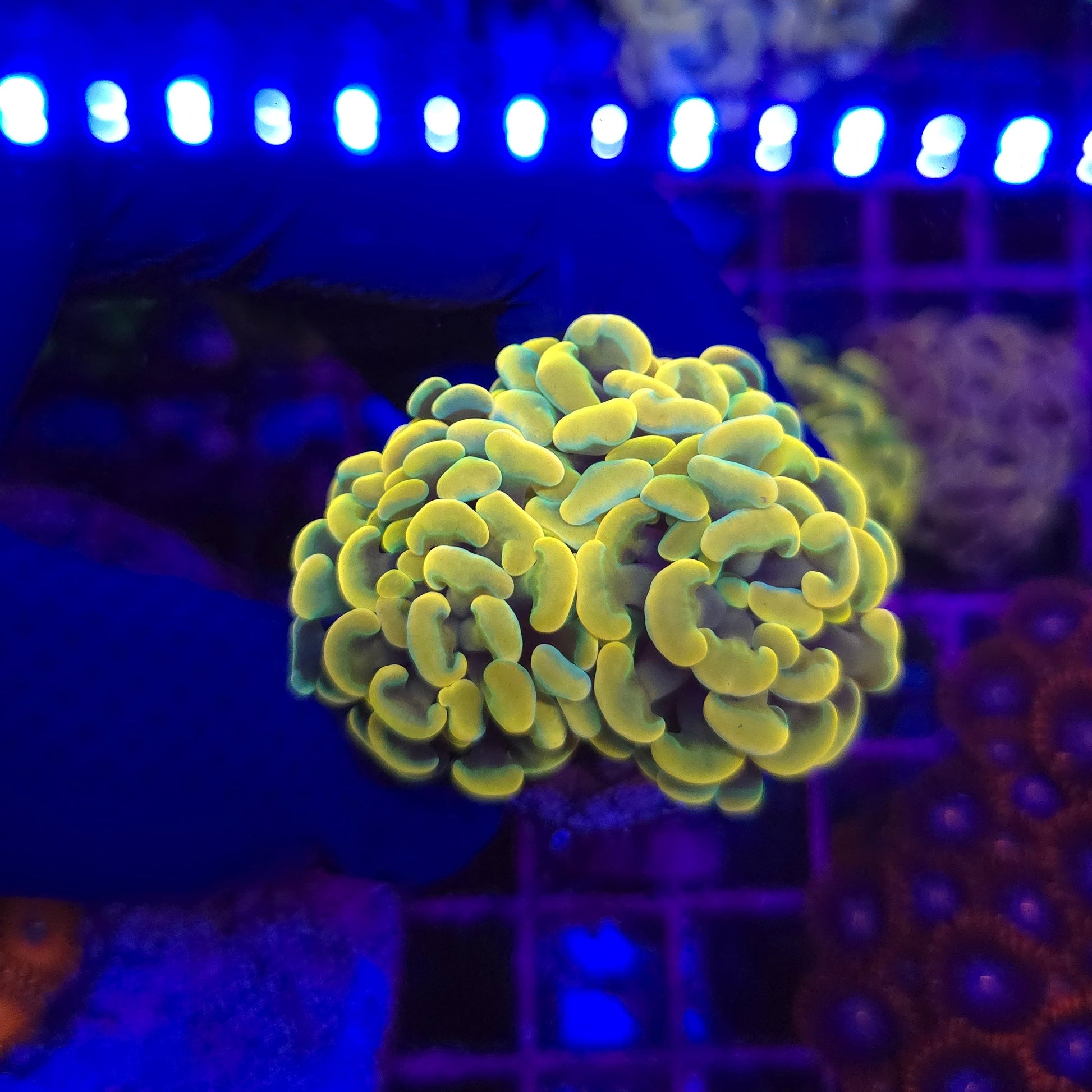 BCR Amazing Yellow Hammer WYSIWYG