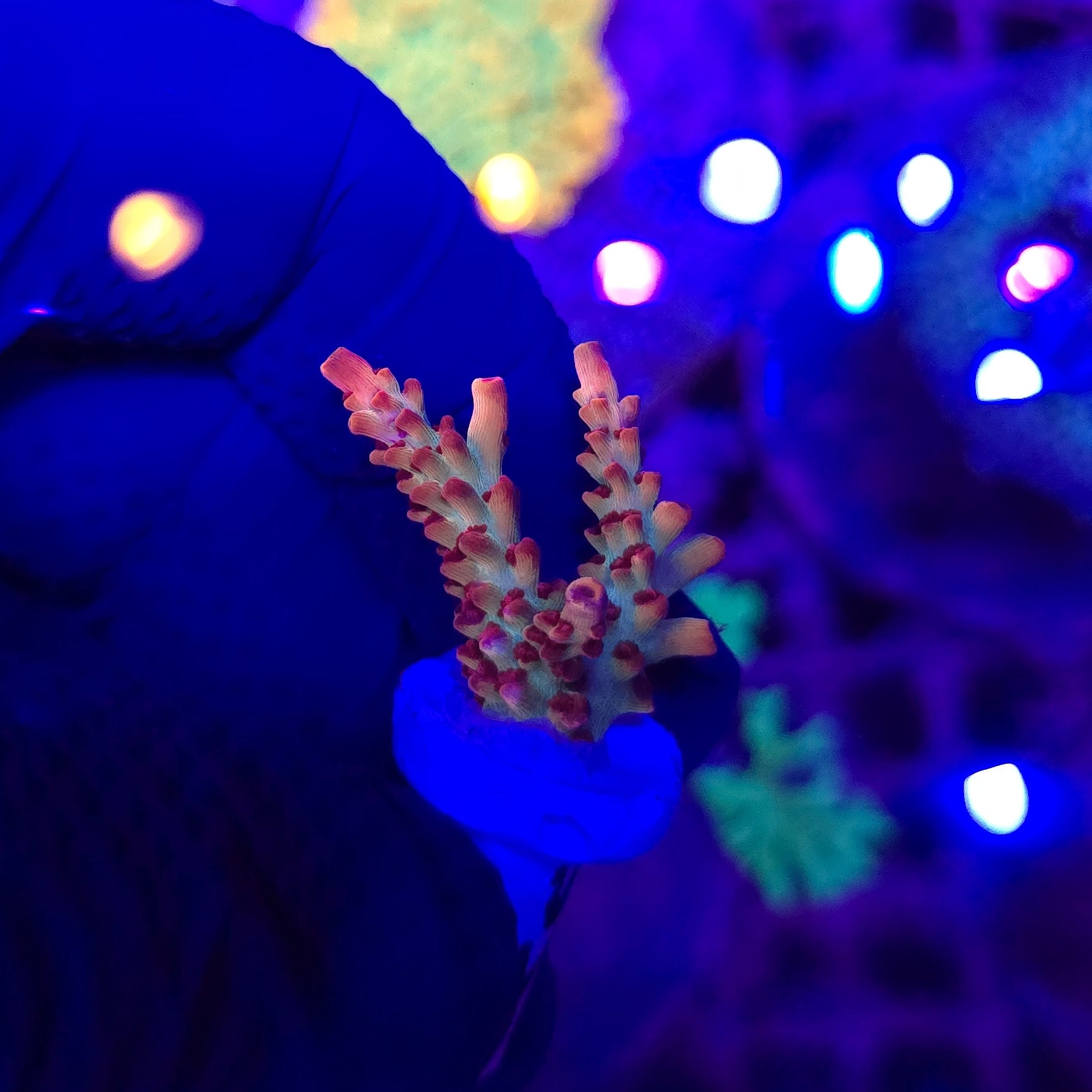 Strawberry Shortcake Acro WYSIWYG