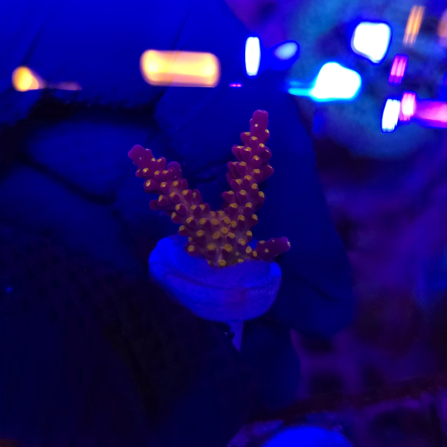 WWC Allstar Acro Frag WYSIWYG