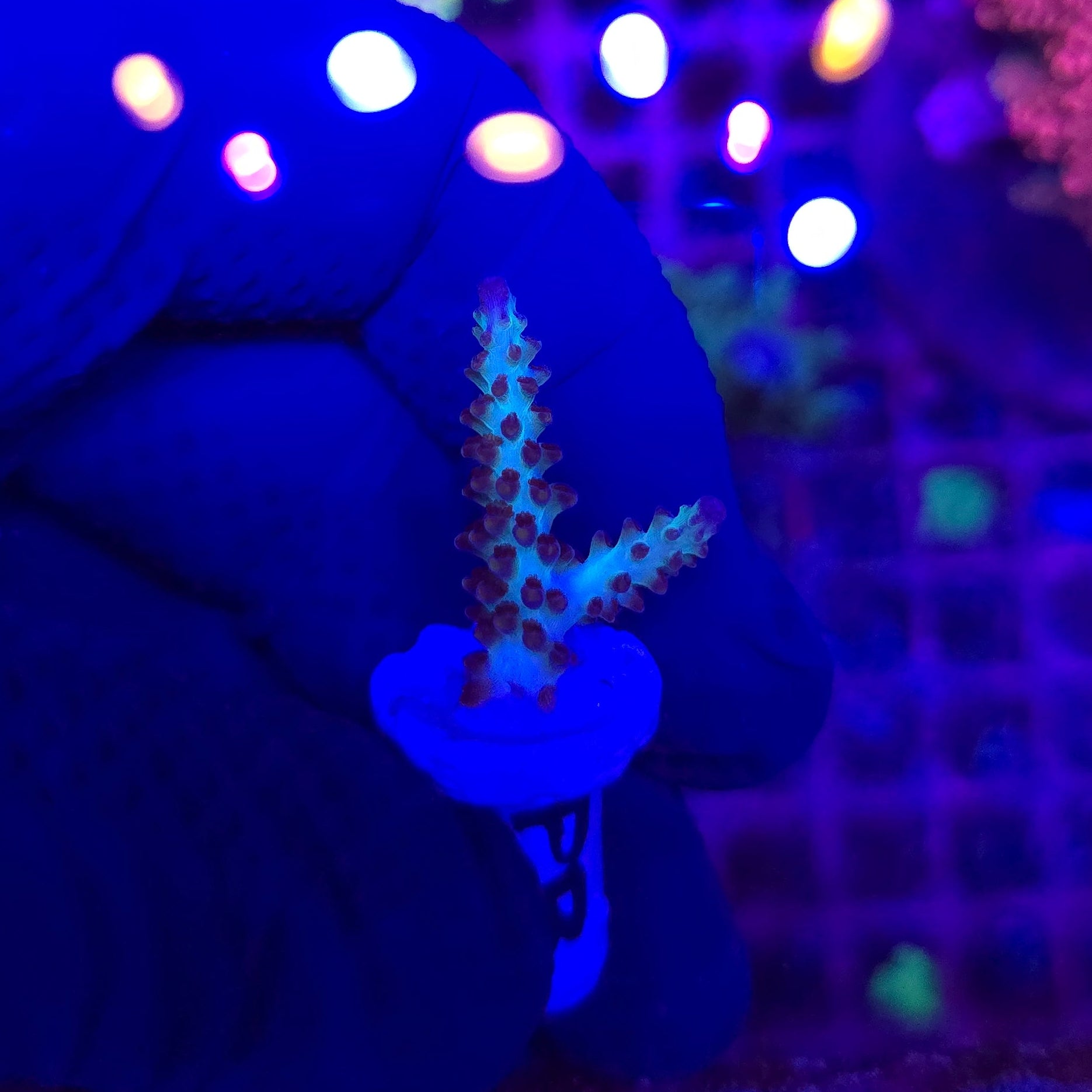 ORA Pearlberry Acro Frag WYSIWYG 3Z