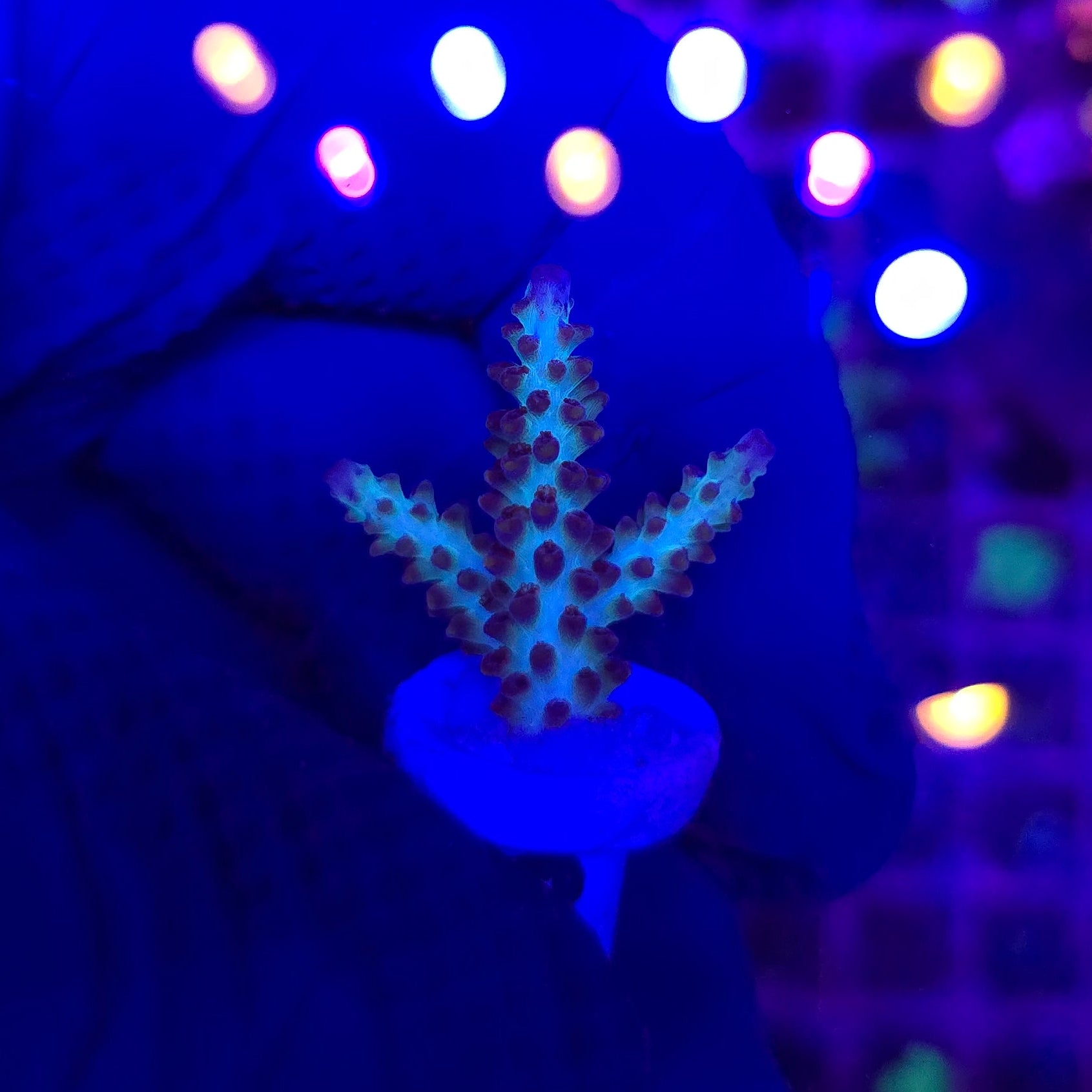 ORA Pearlberry Acro Frag WYSIWYG