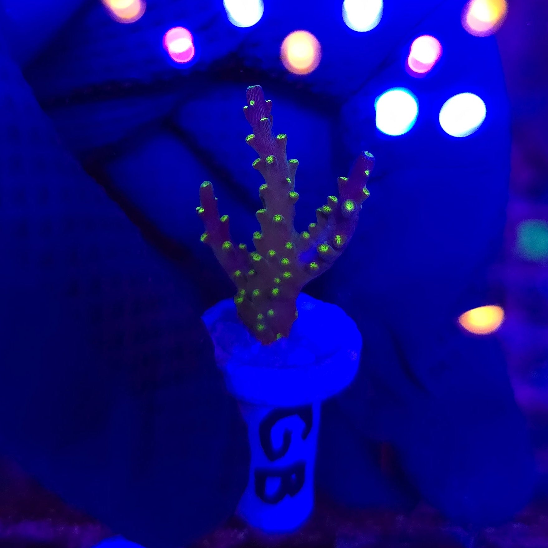 Garf Bonsai Acro Frag WYSIWYG