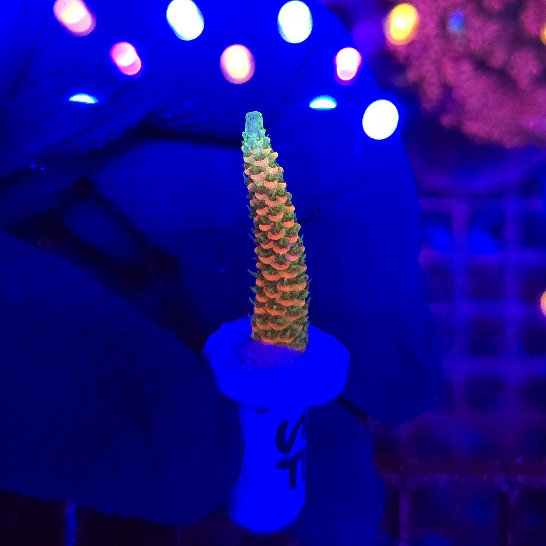 Jason Fox Solar Flare Acro Frag WYSIWYG