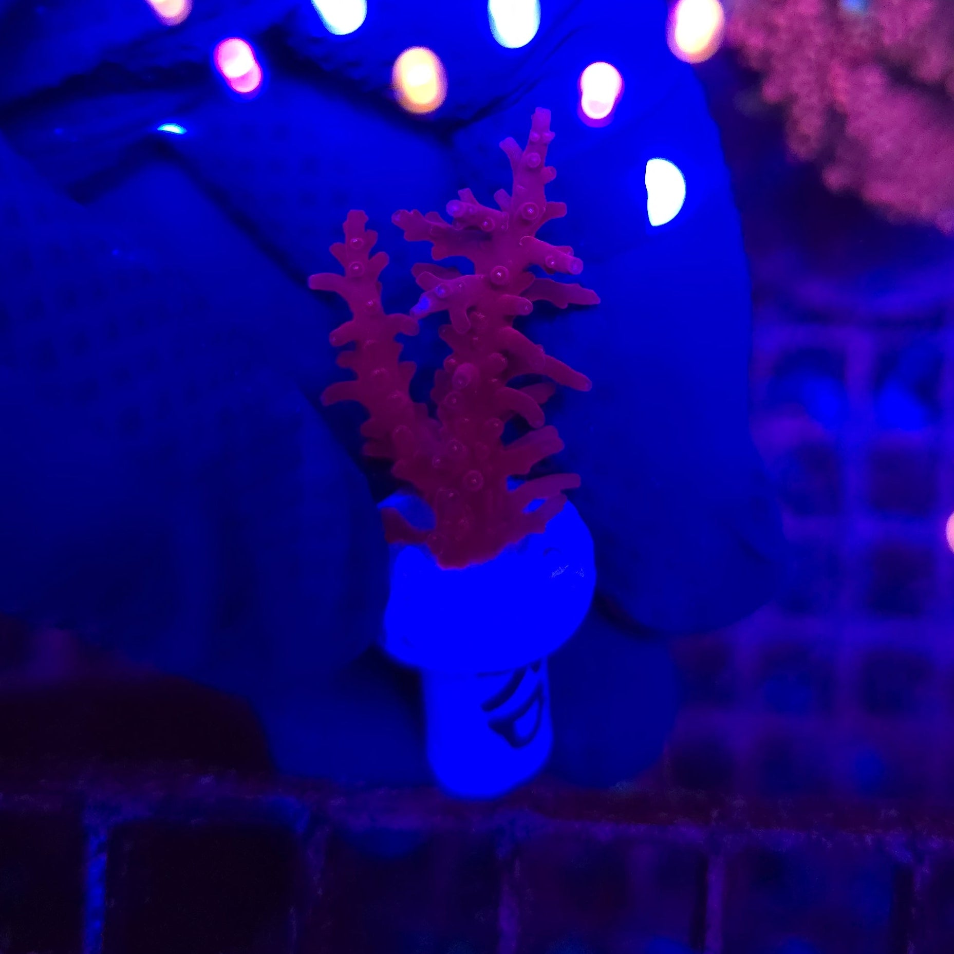 Red Dragon Acro Frag WYSIWYG 3N