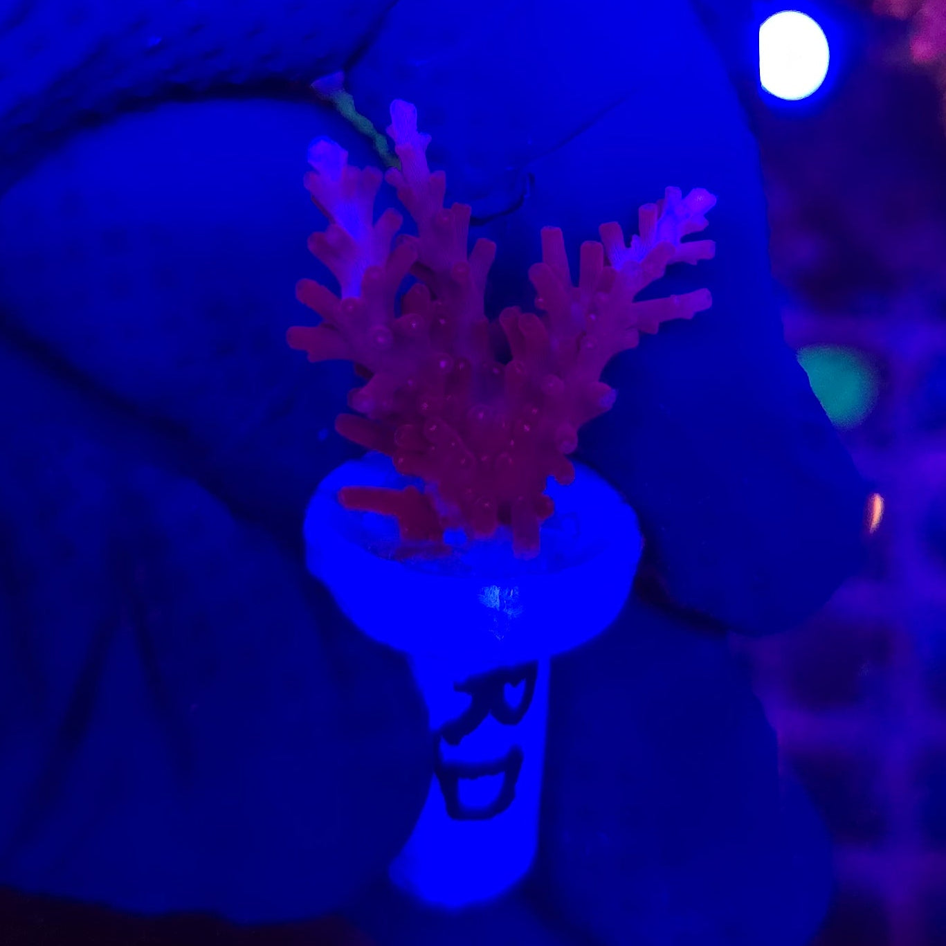 Red Dragon Acro Frag WYSIWYG