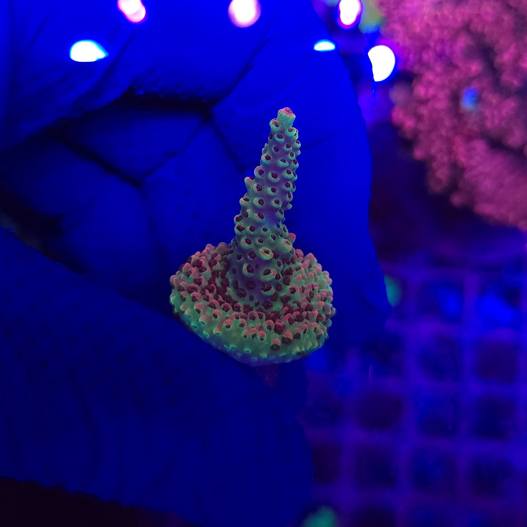 WWC Jello Shot Acro WYSIWYG