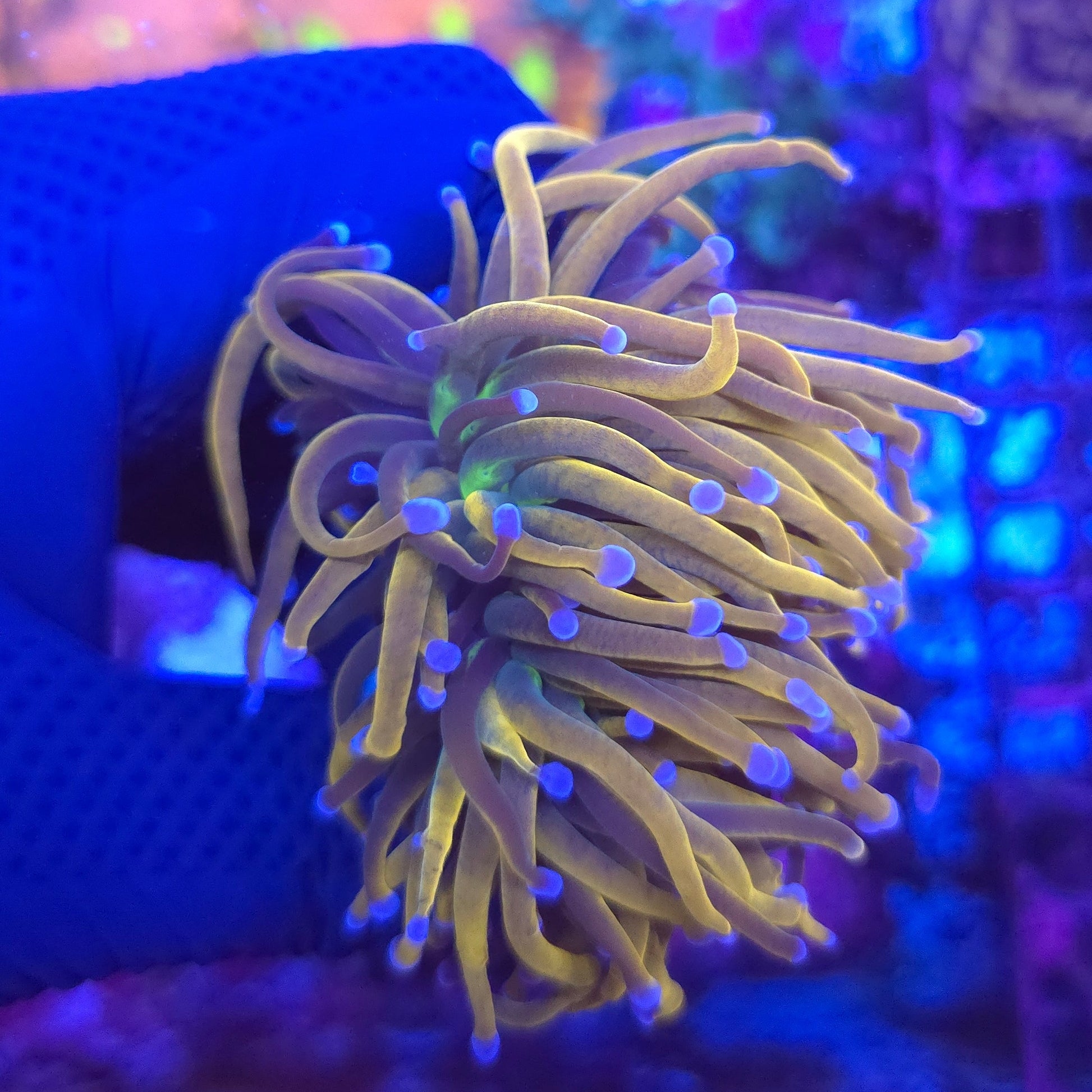 Rapunzel Torch Frag WYSIWYG