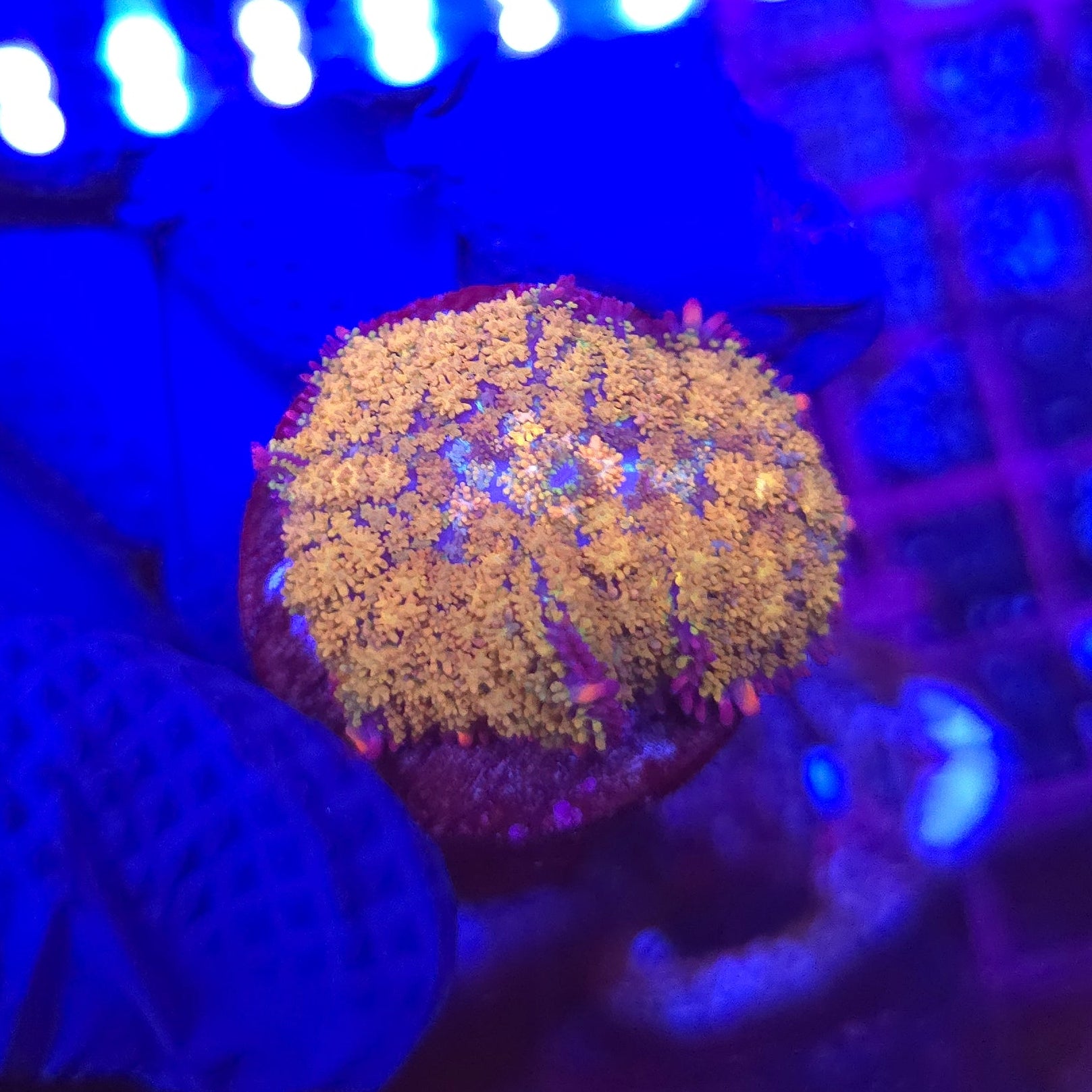 Gonzo's Golden Dragon Mushroom A7 WYSIWYG