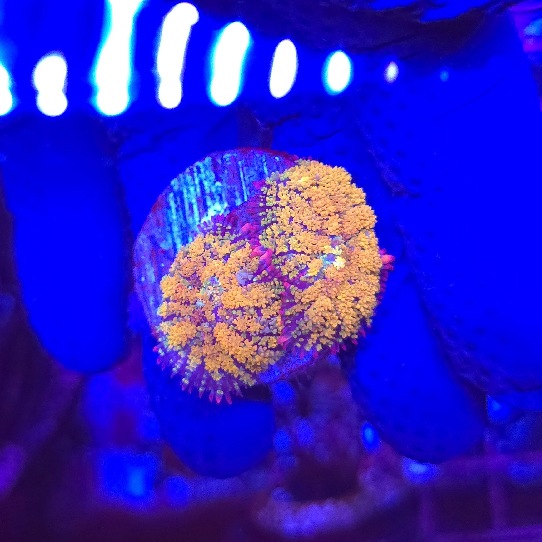 Gonzo's Golden Dragon Mushroom A4 WYSIWYG