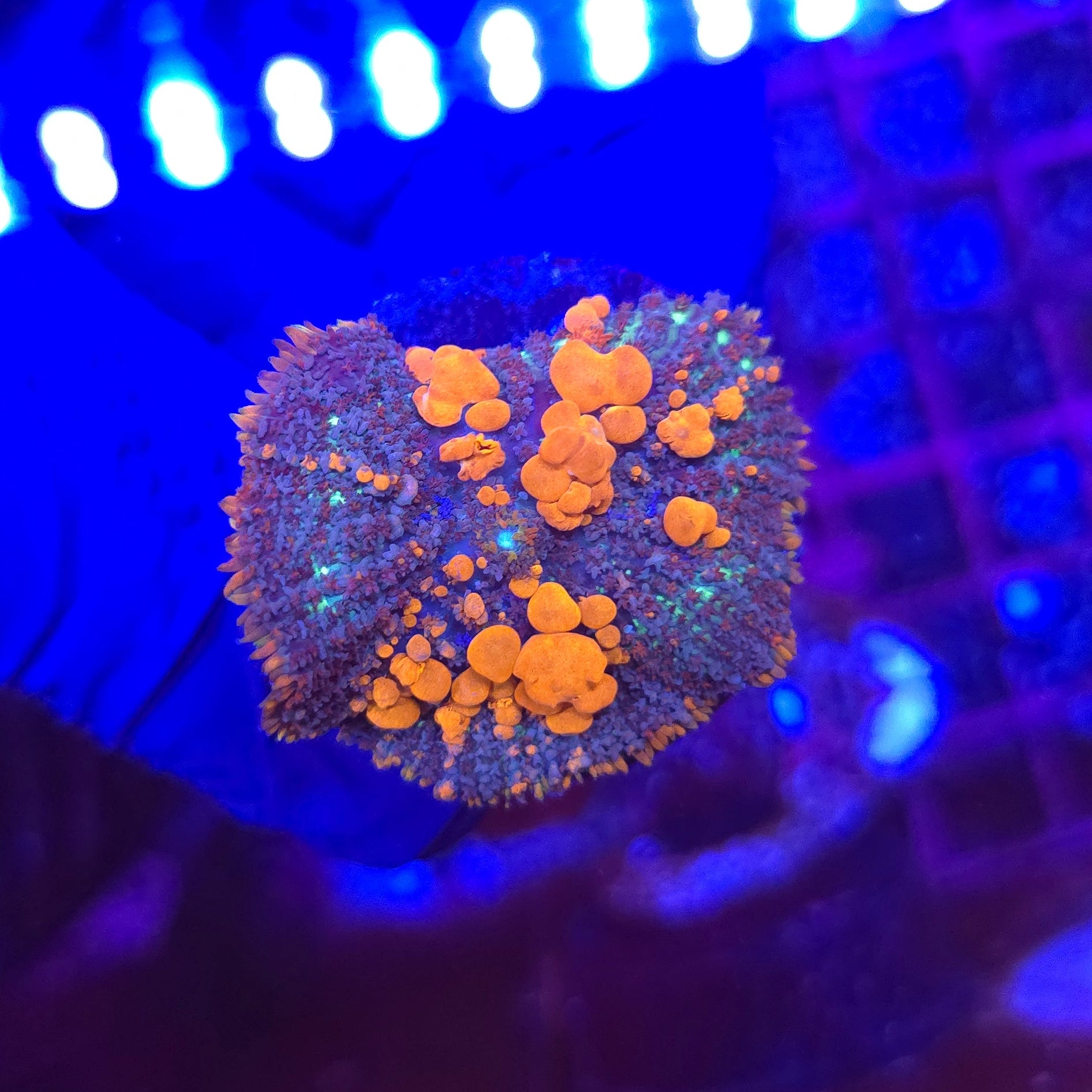 Sunkist Bounce Mushroom WYSIWYG