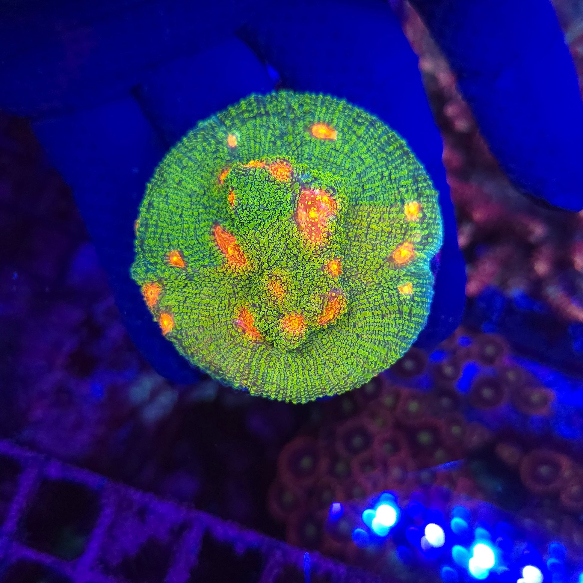 Mummy Eye Chalice Frag WYSIWYG