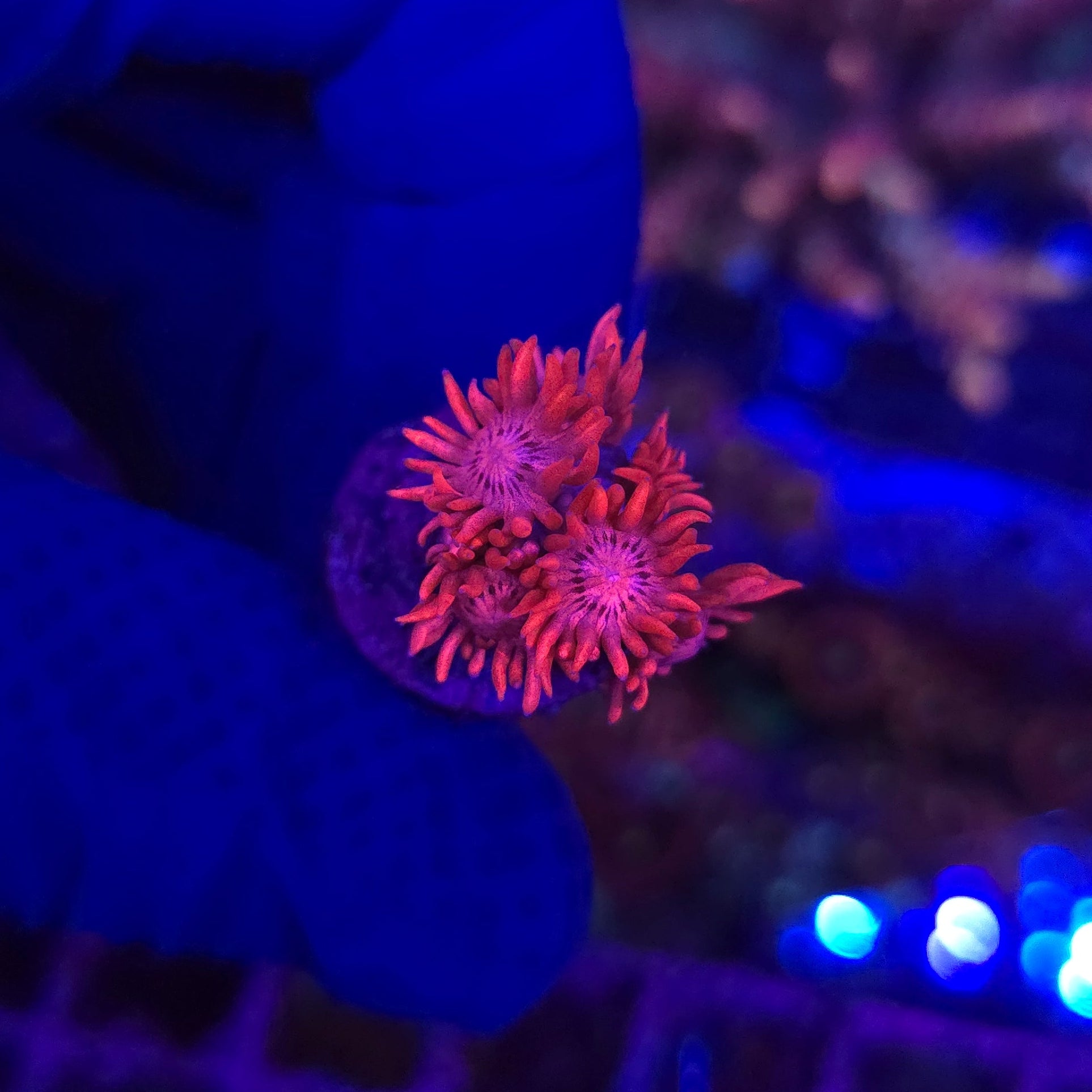 BCR Black Cherry Goni Frag WYSIWYG 6B