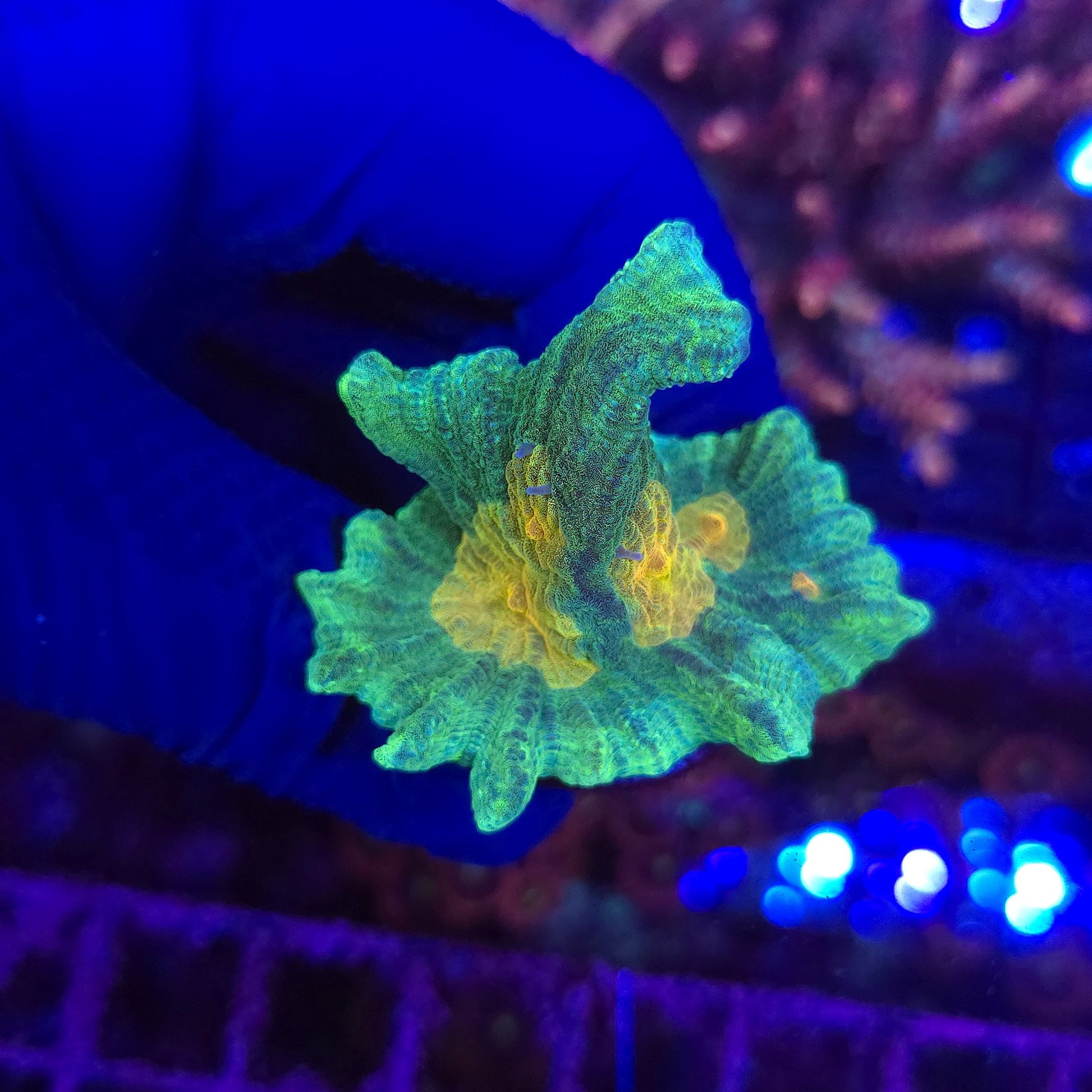 Space Invader Pectinia Frag WYSIWYG 5B